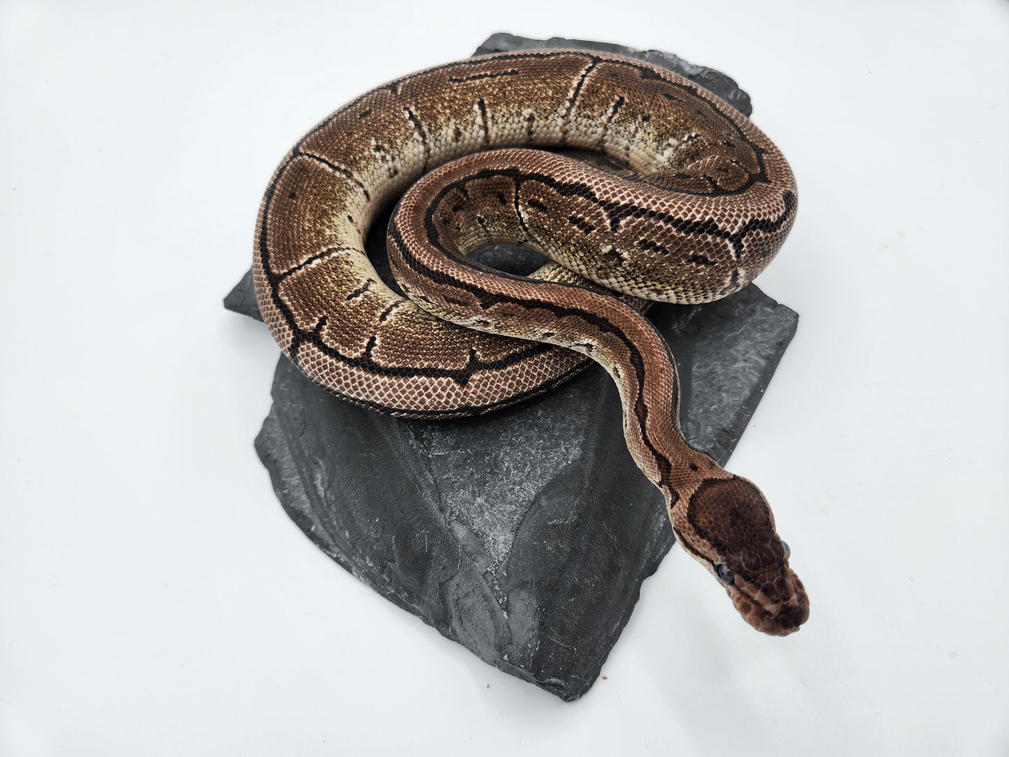 Snake - Ball Python - SOLD - VPI Pinstripe - Male