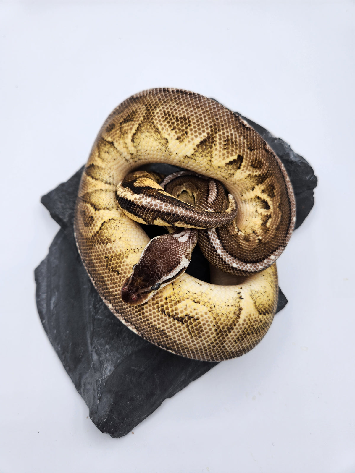 Snake - Ball Pythons - Pewter Paradox - Female – Nova Reptiles