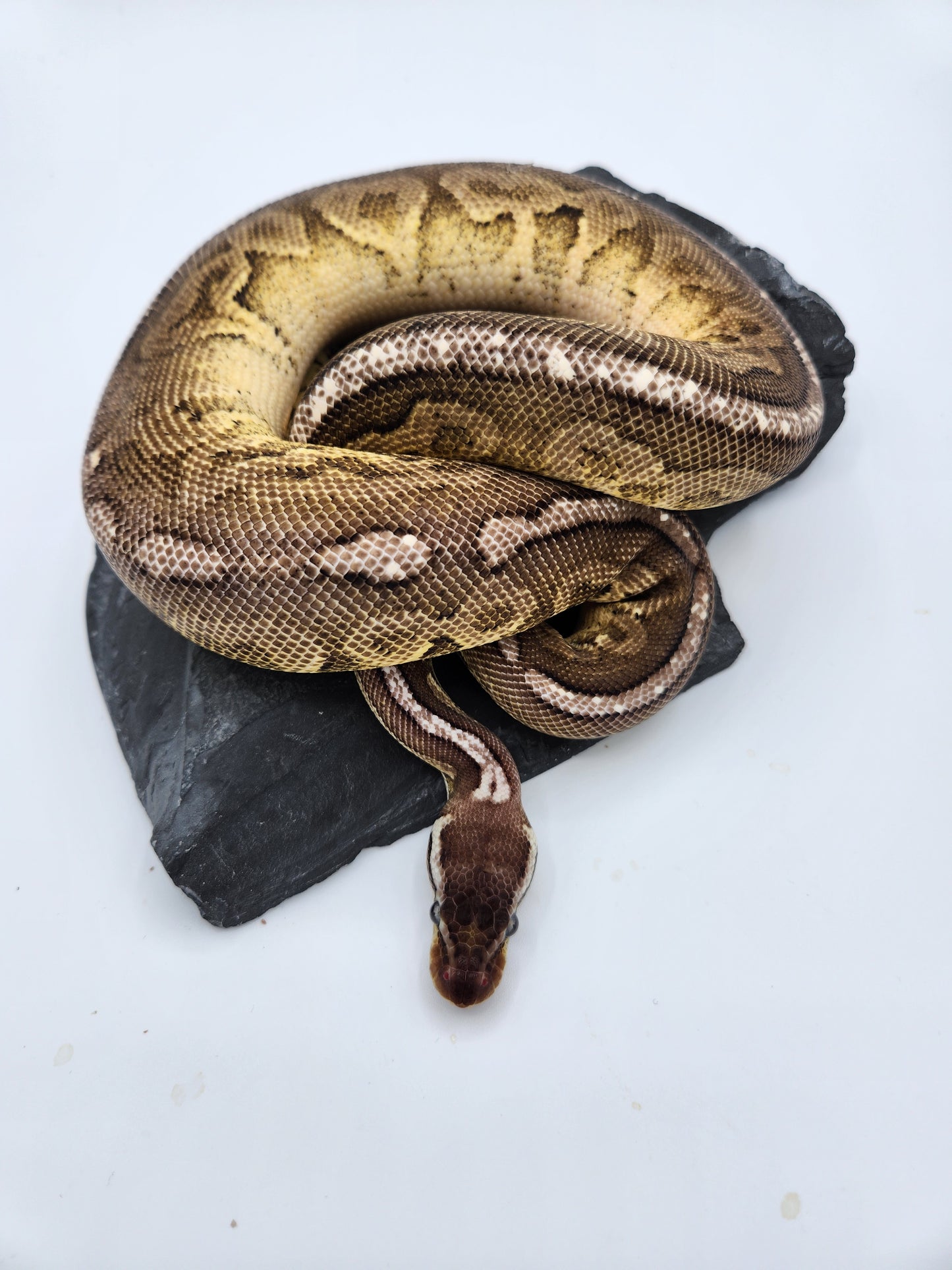 Snake - Ball Pythons - Pewter Paradox - Female