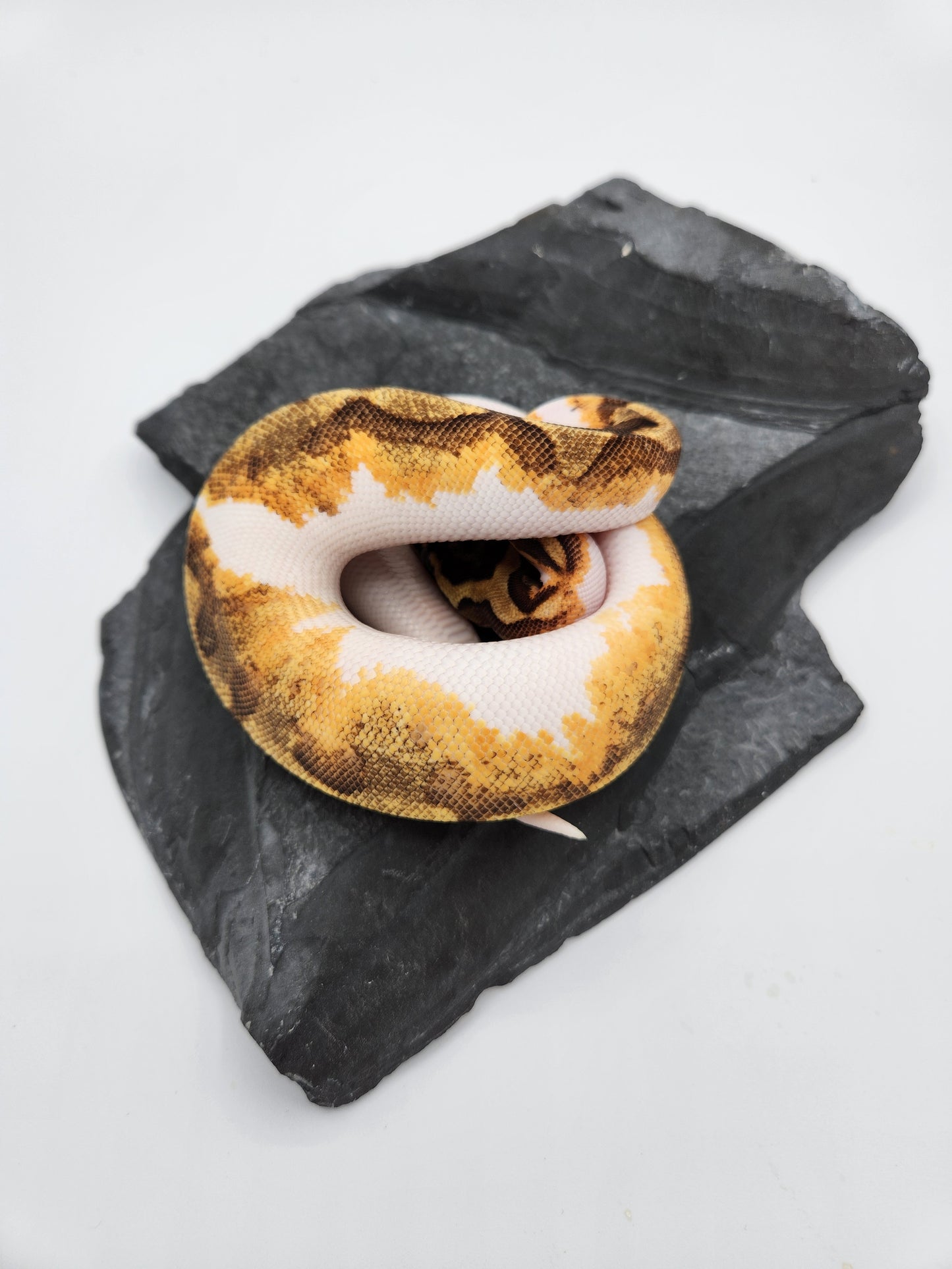 Snake - Ball Pythons - Pied Super Enchi Vanilla - Female