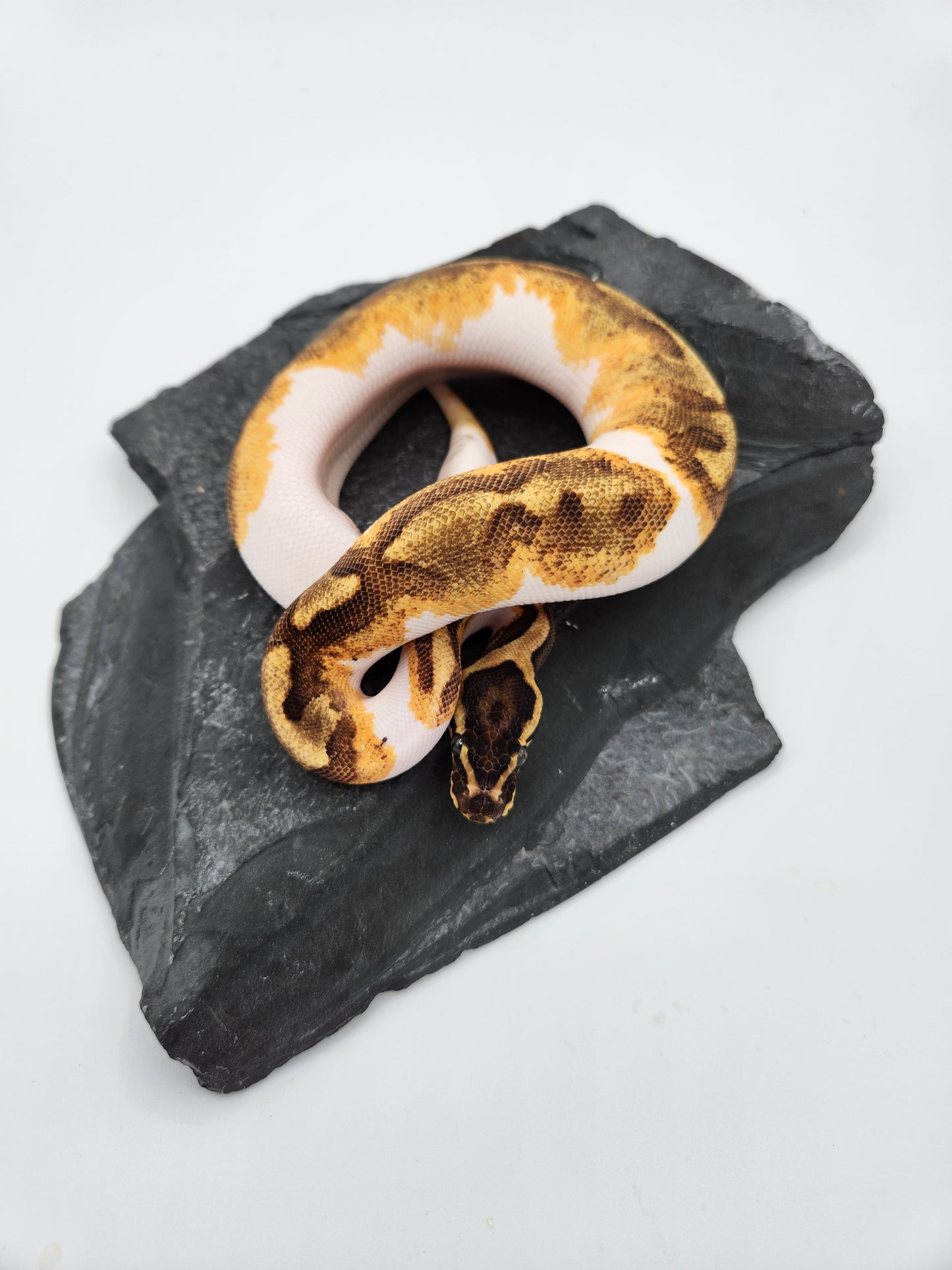 Snake - Ball Pythons - Pied Super Enchi Vanilla - Female