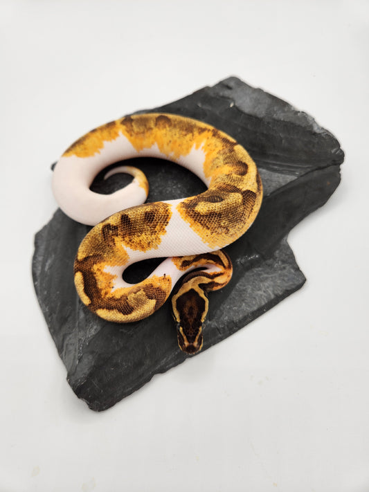 Snake - Ball Pythons - Pied Super Enchi Vanilla - Female