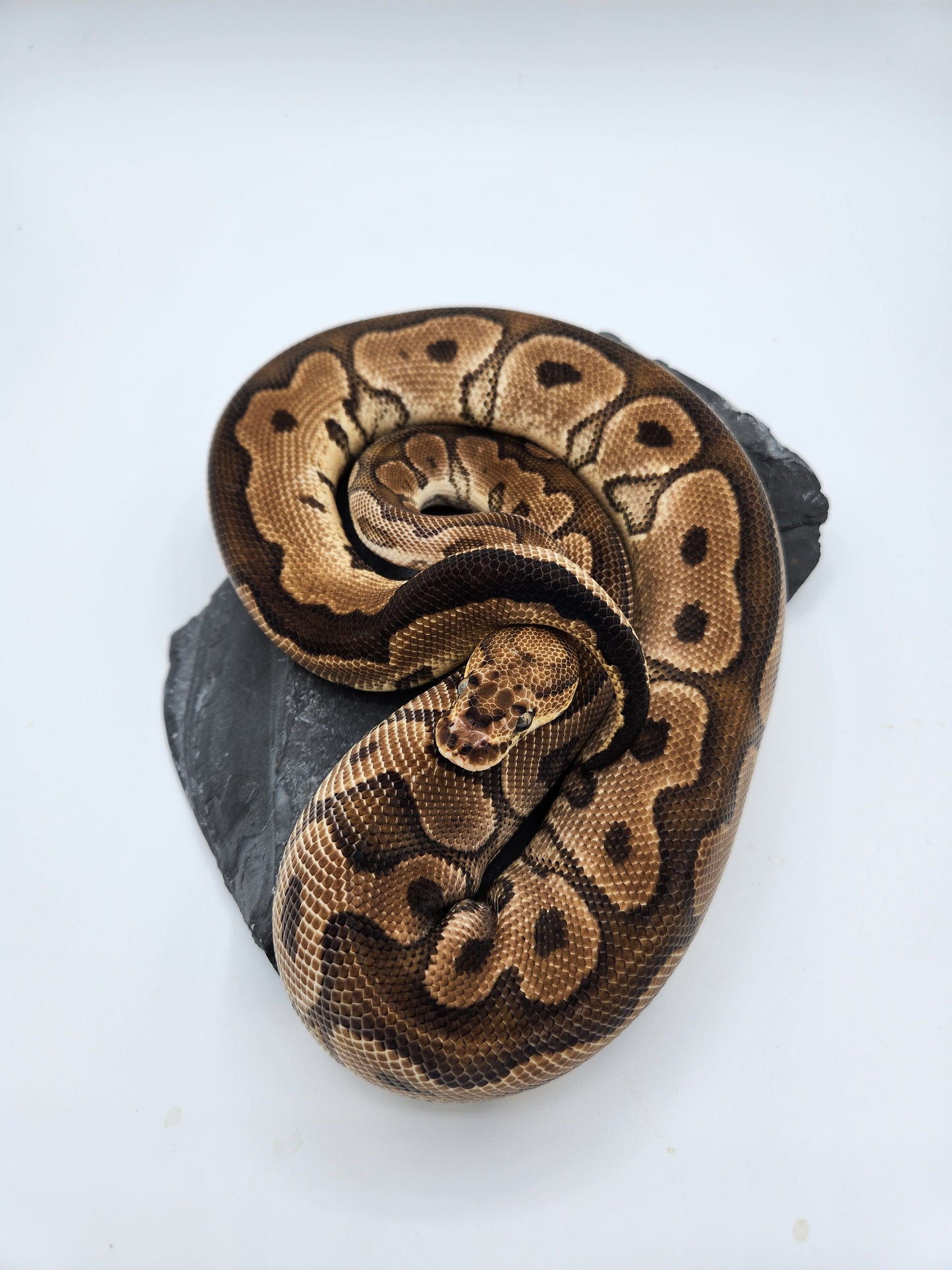 Snake - Ball Pythons - Clown - Female