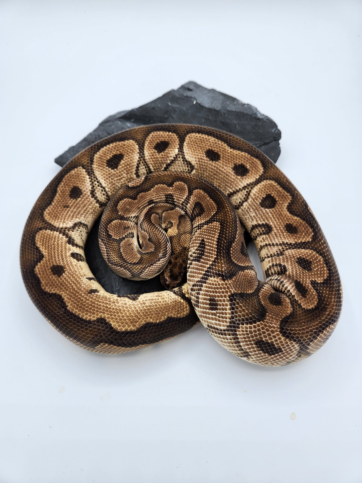 Snake - Ball Pythons - Clown - Female