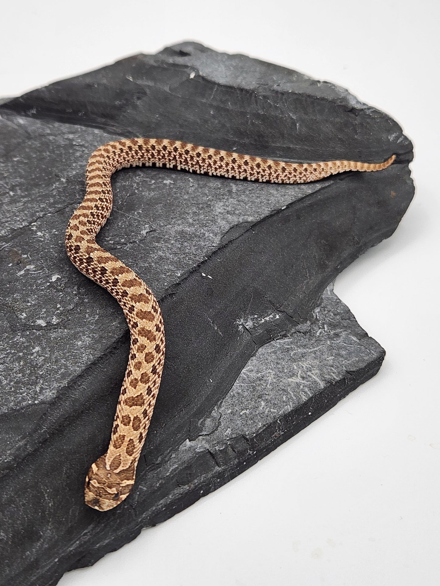 Snake - Hognose - Normal Het Lavender - Female