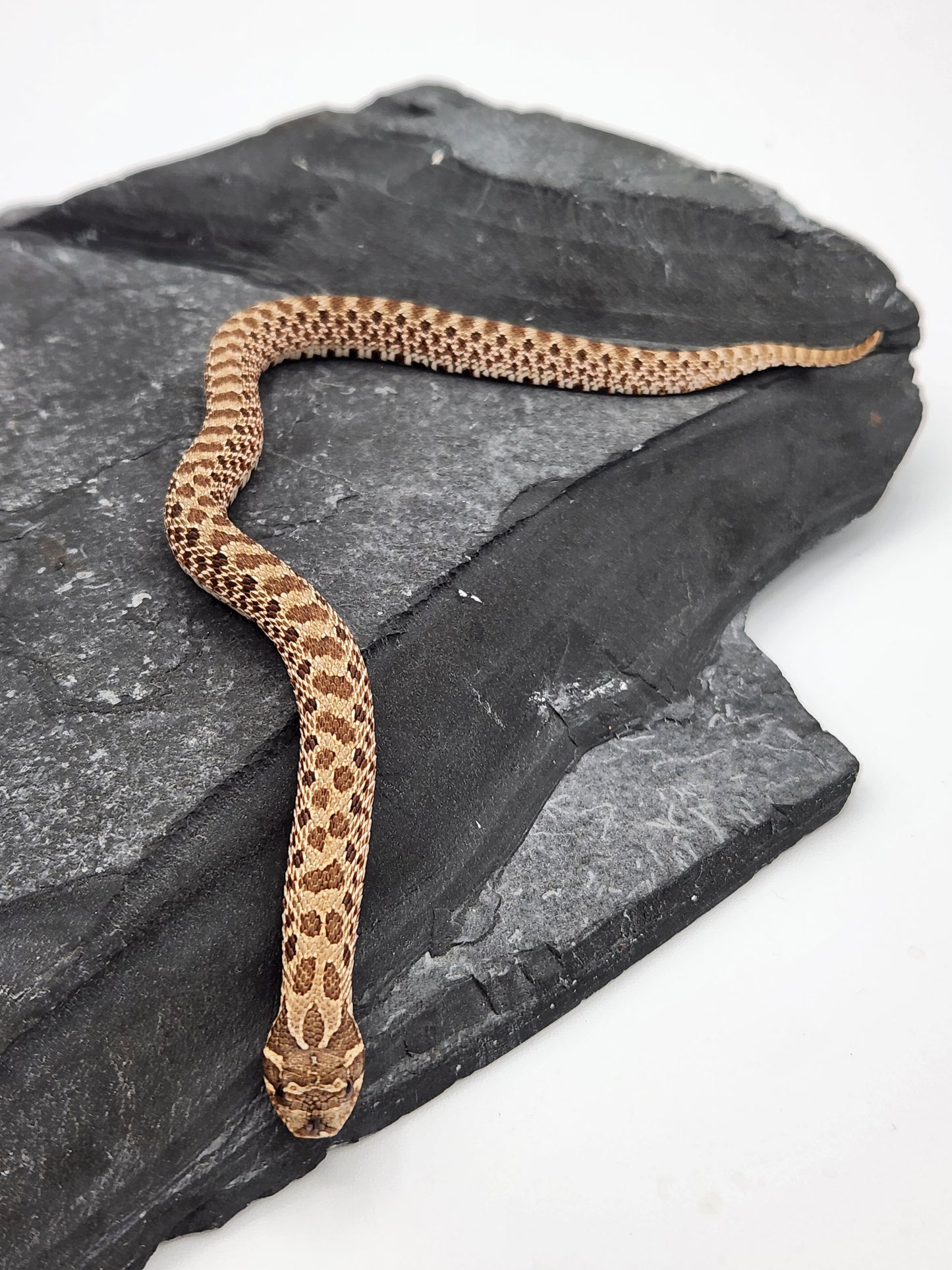 Snake - Hognose - Normal Het Lavender - Female