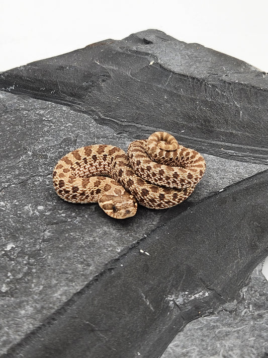 Snake - Hognose - Normal Het Lavender - Female