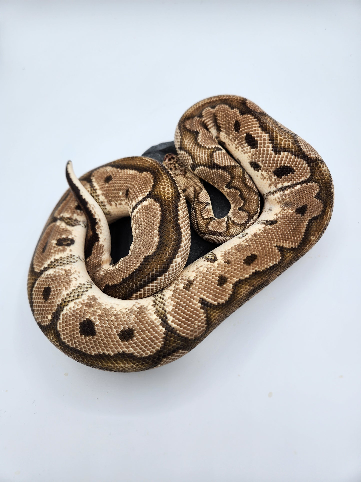 Snake - Ball Pythons - Pastel Clown - Proven Breeder - Male
