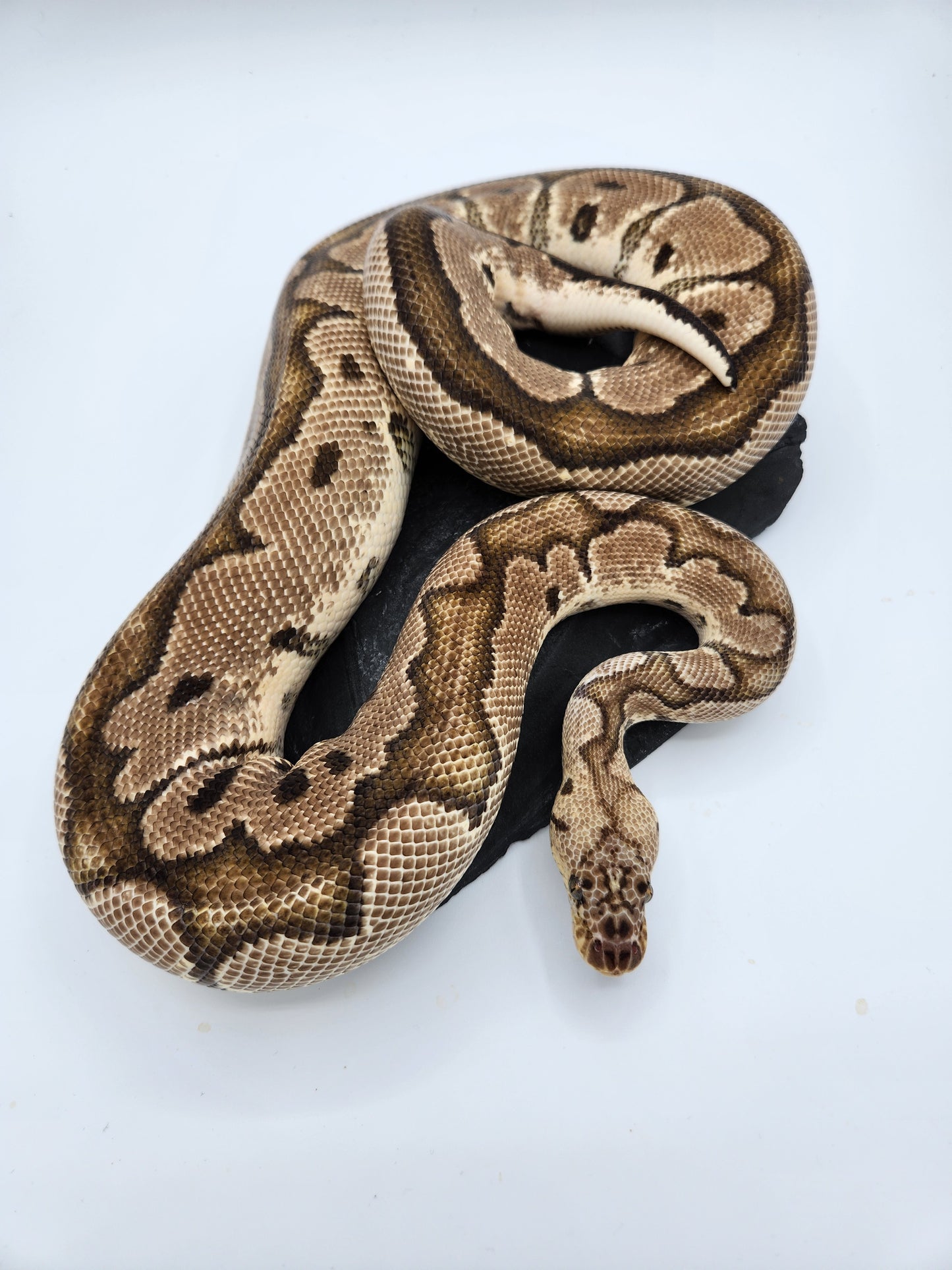 Snake - Ball Pythons - Pastel Clown - Proven Breeder - Male
