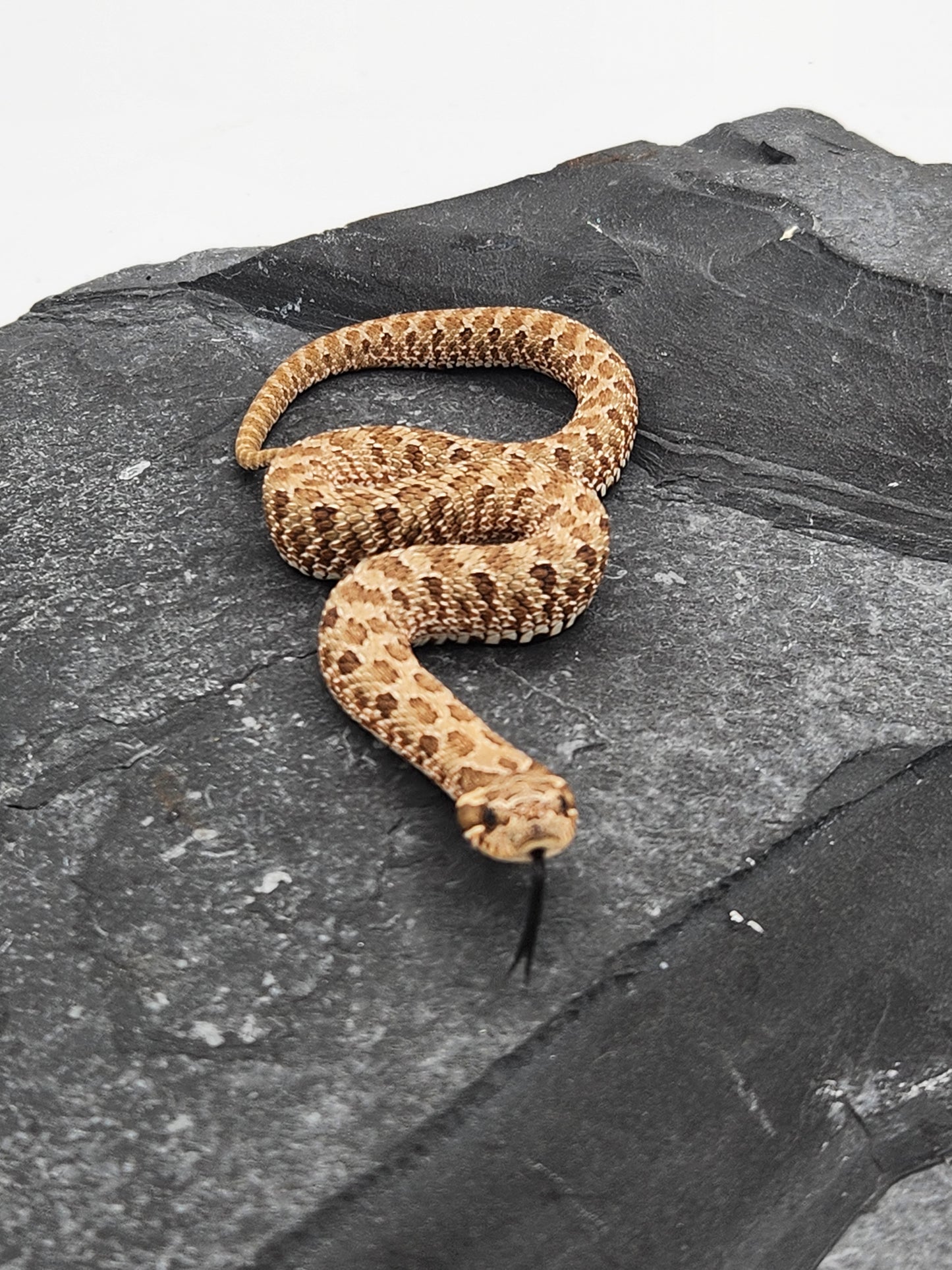 Snake - Hognose - Normal Het Lavender - Male