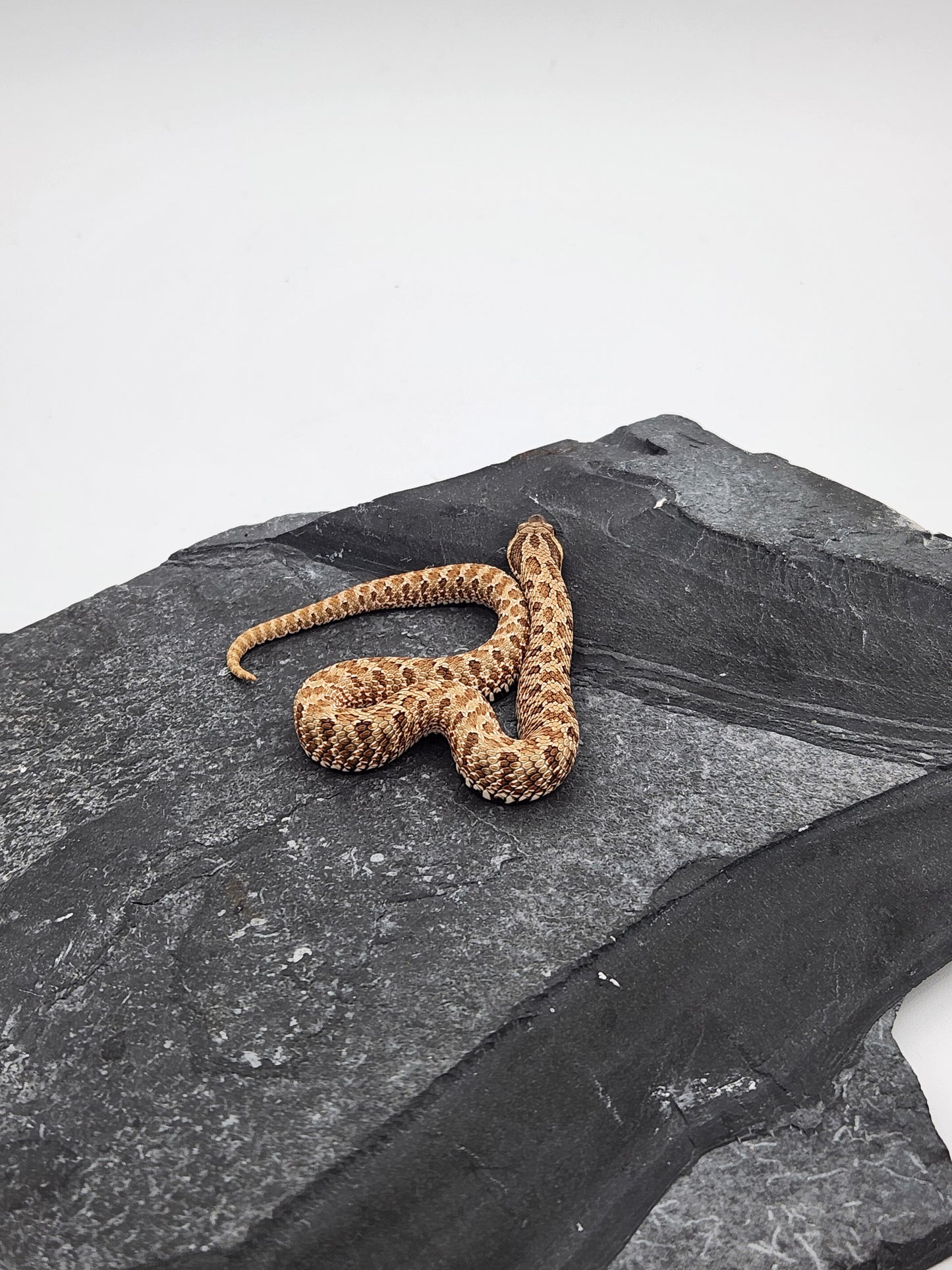 Snake - Hognose - Normal Het Lavender - Male