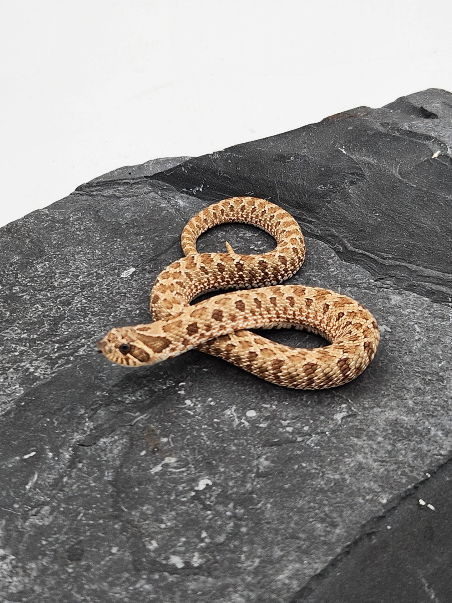Snake - Hognose - Normal Het Lavender - Male