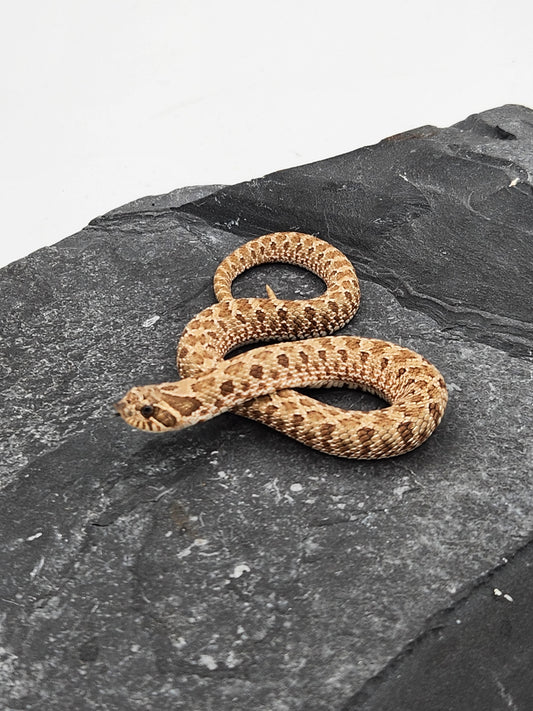 Snake - Hognose - Normal Het Lavender - Male