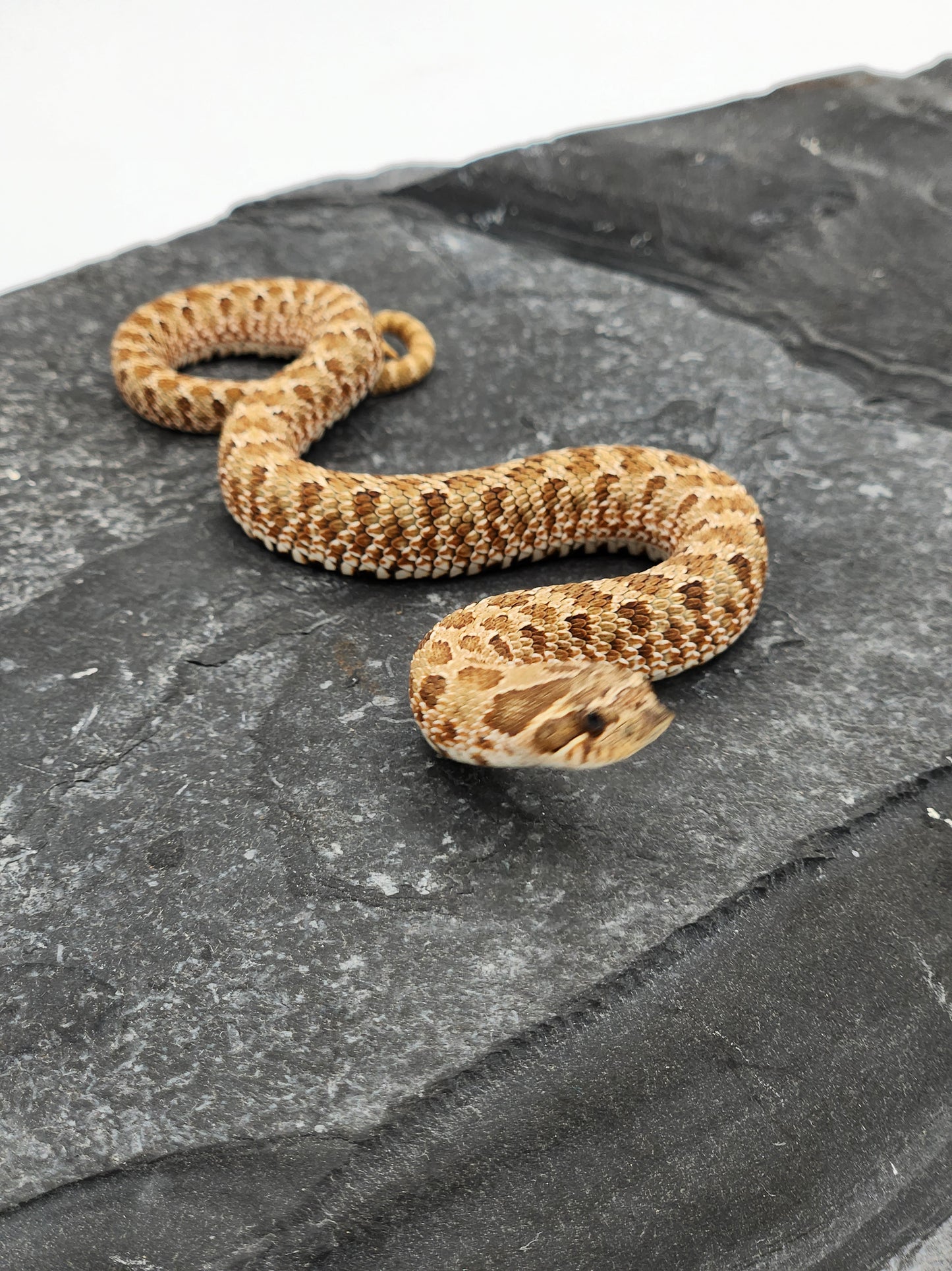 Snake - Hognose - Normal Het Lavender - Male