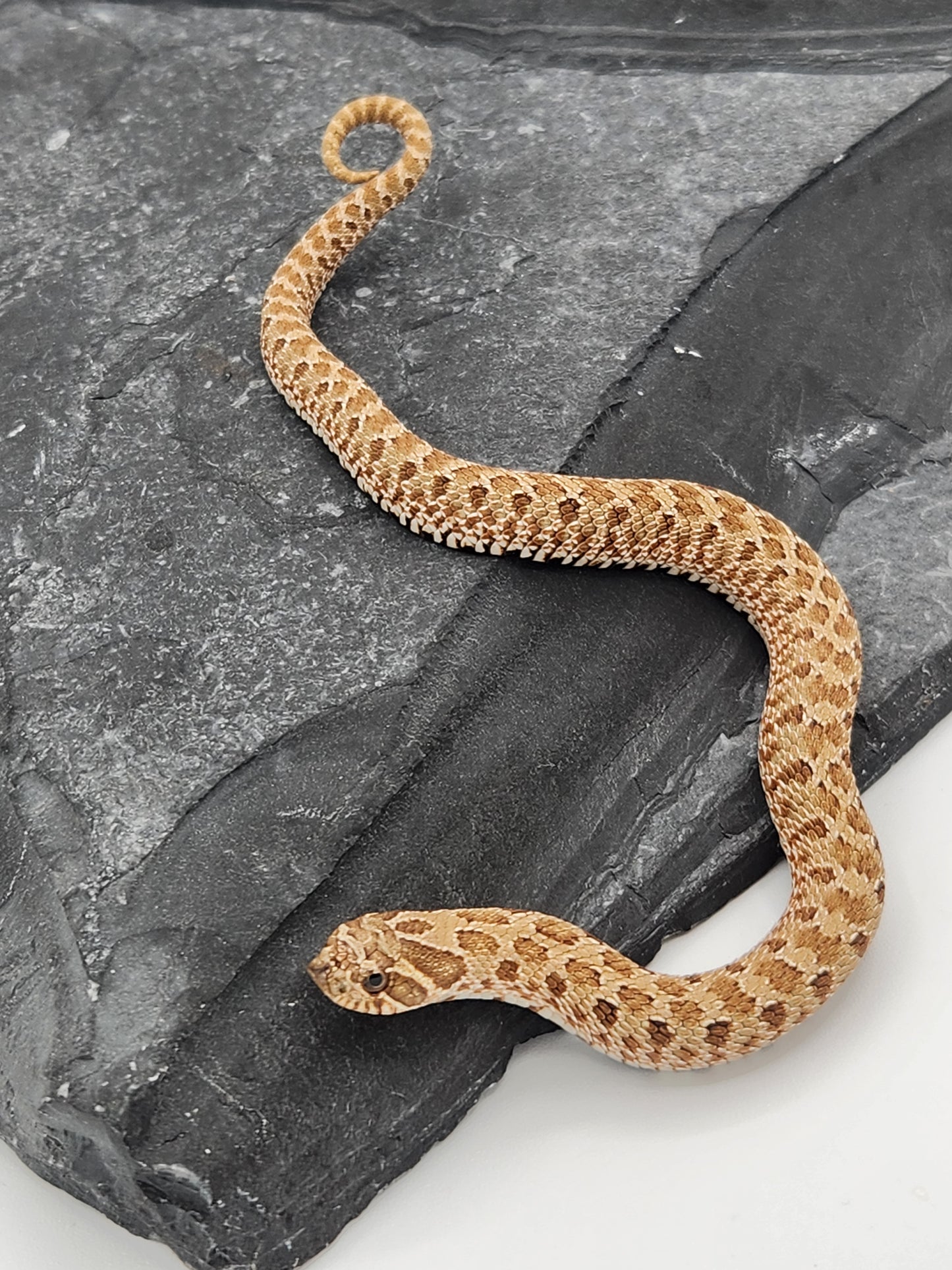 Snake - Hognose - Normal Het Lavender - Male
