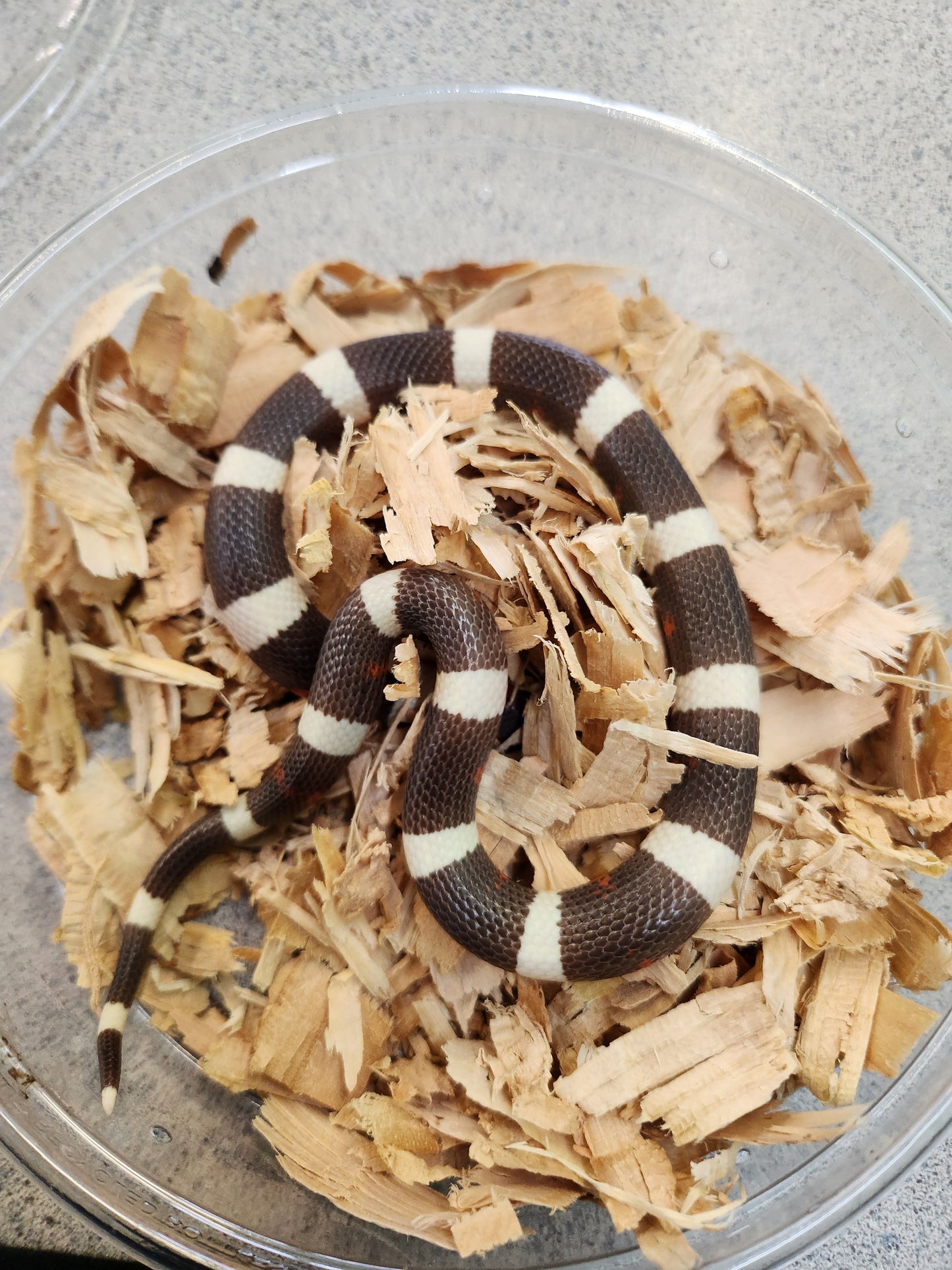 Snake - Milk Snake - Pueblan Hypo - Unsexed