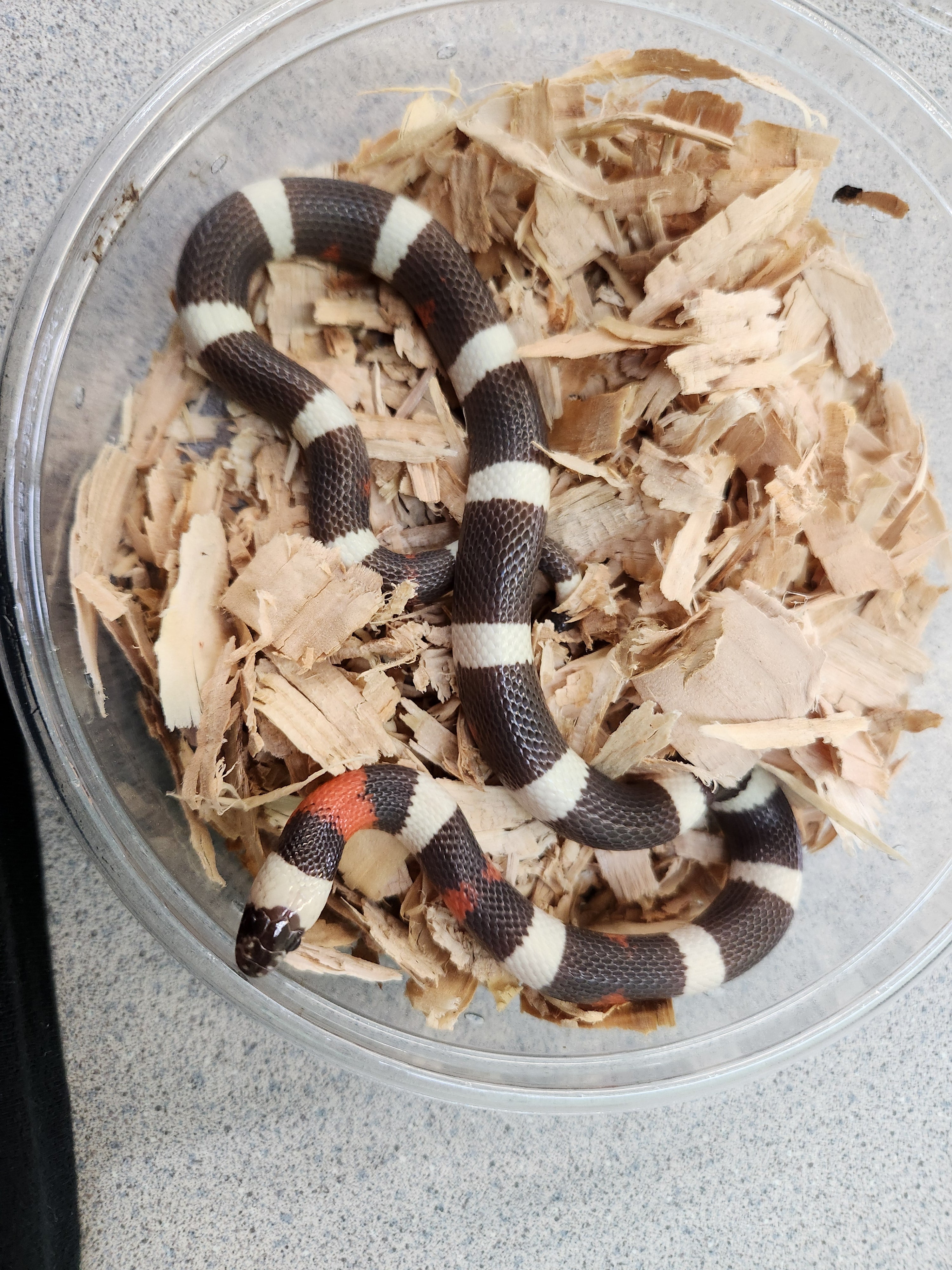 Snake - Milk Snake - Pueblan Hypo - Unsexed – Nova Reptiles