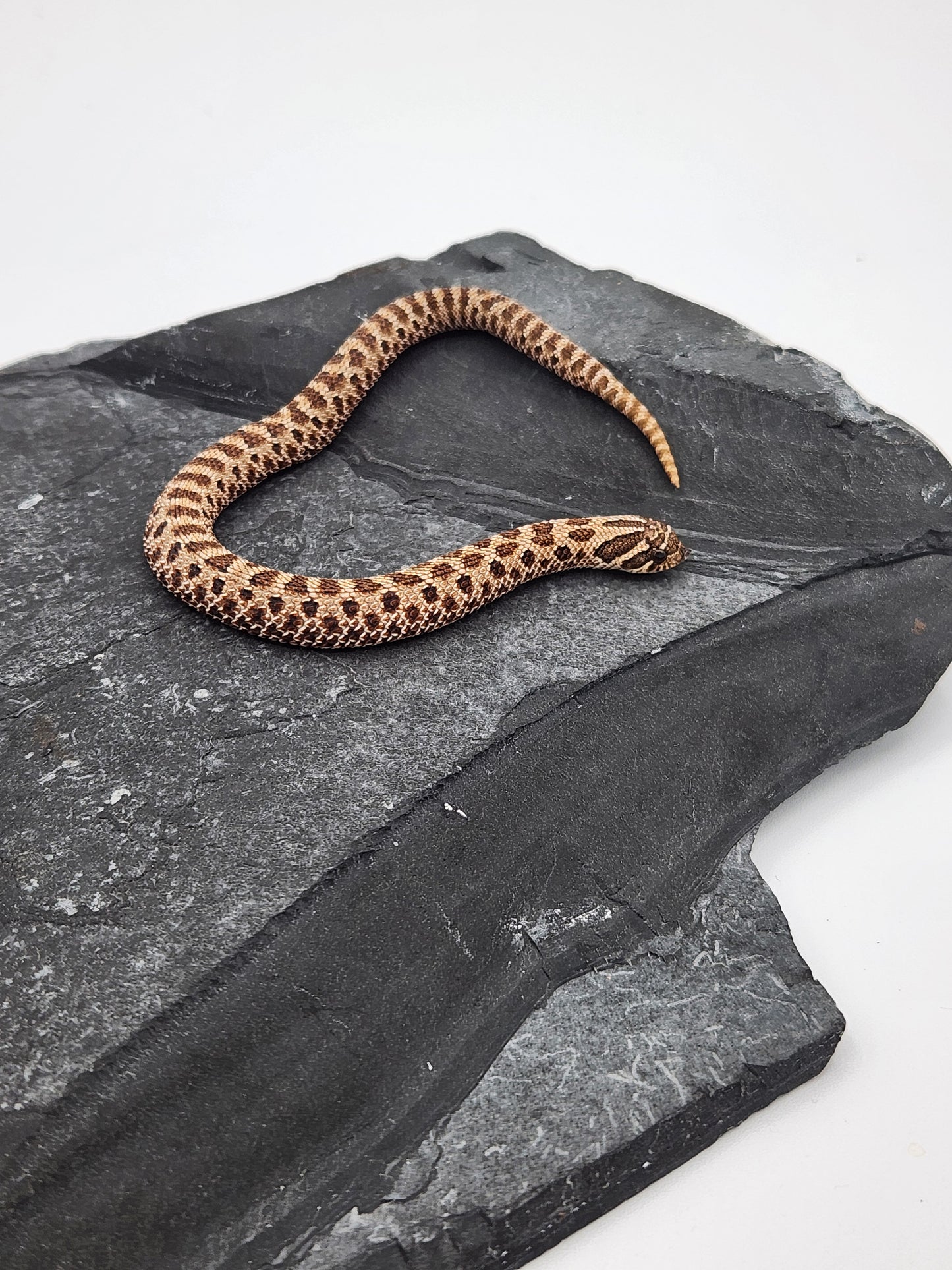 Snake - Hognose - Normal Het Snow (Axanthic/Albino) - Female