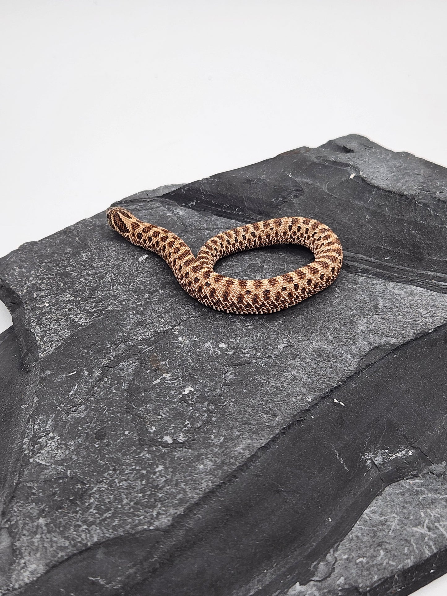 Snake - Hognose - Normal Het Snow (Axanthic/Albino) - Female