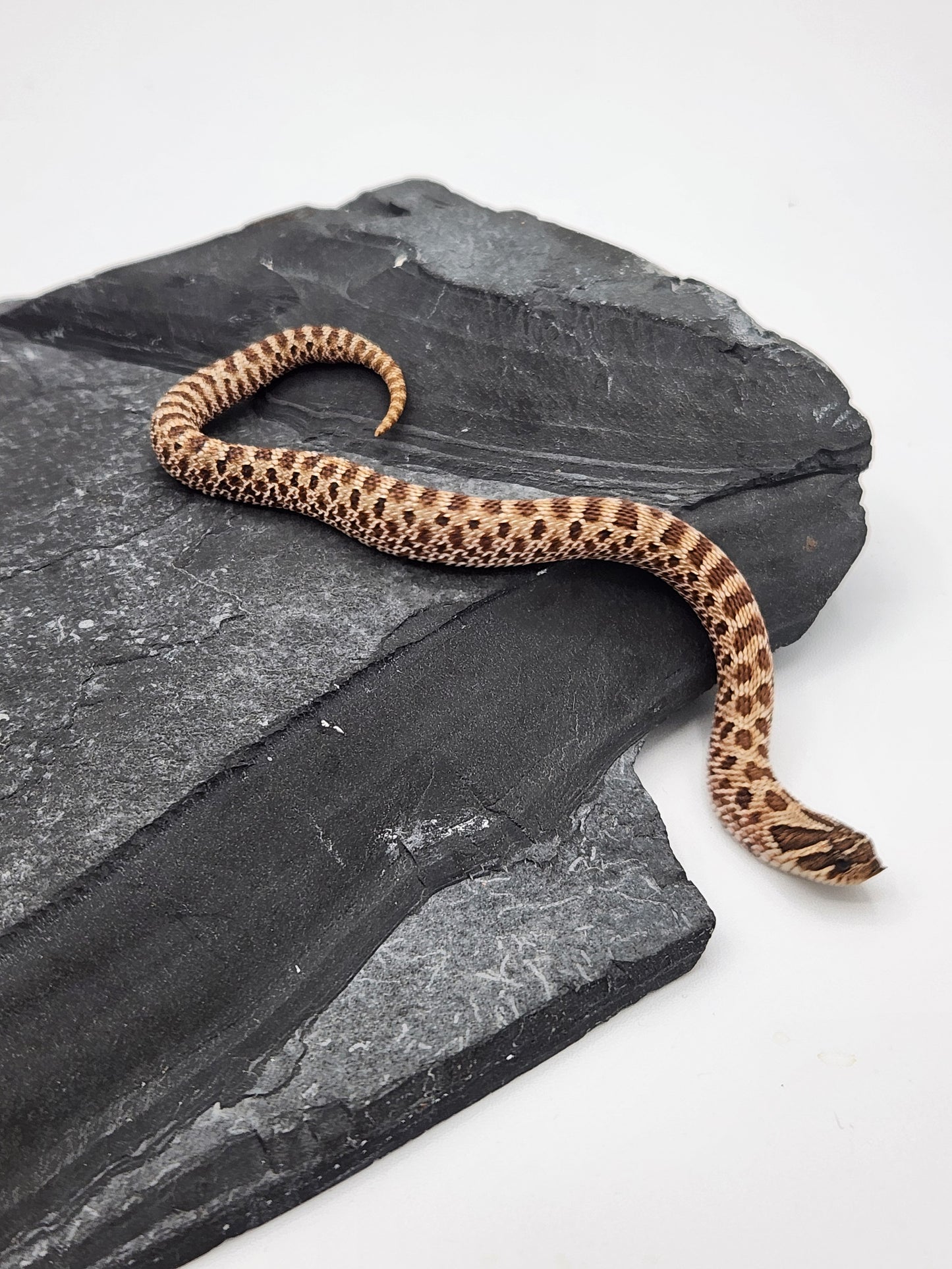 Snake - Hognose - Normal Het Snow (Axanthic/Albino) - Female