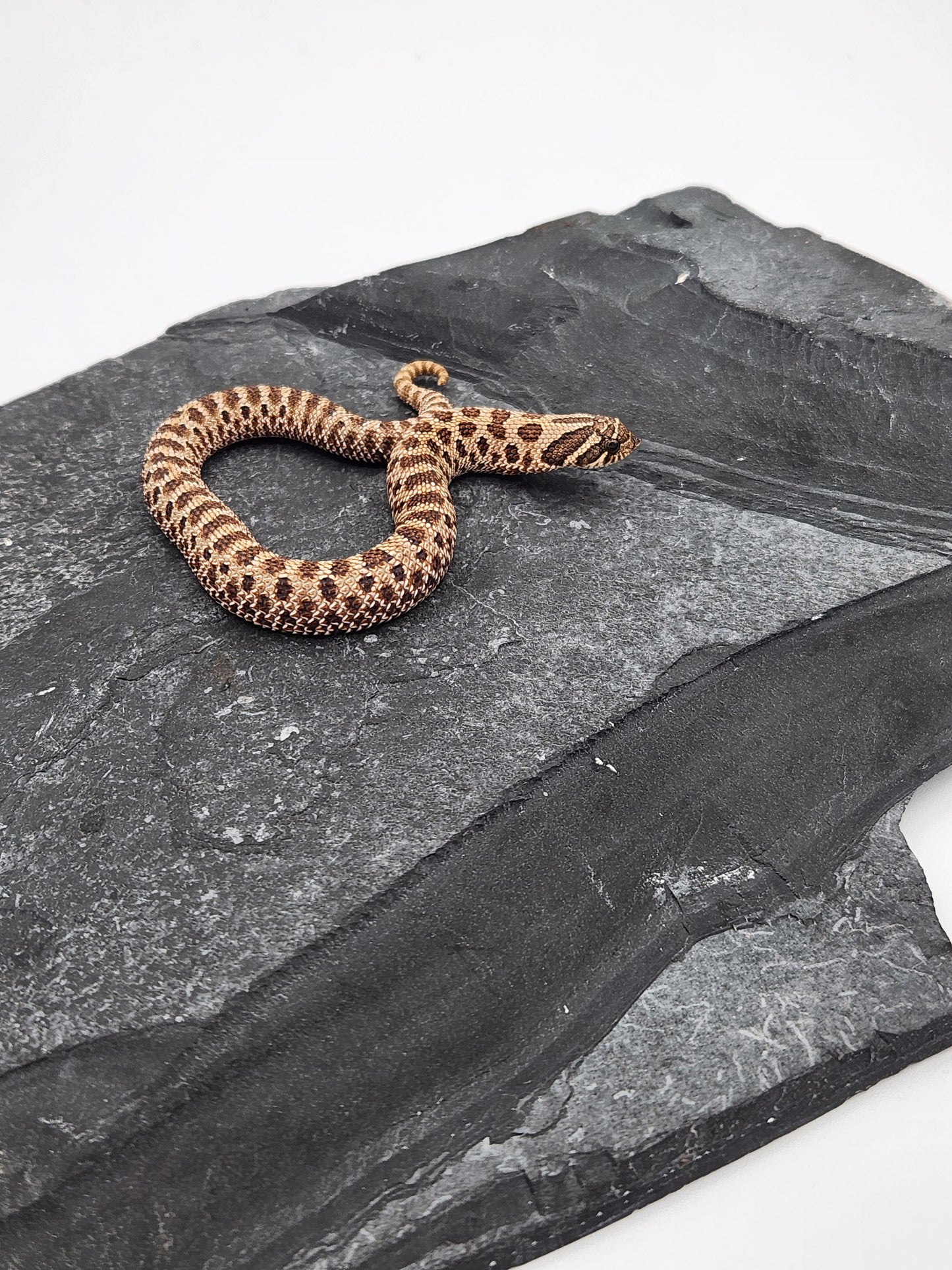 Snake - Hognose - Normal Het Snow (Axanthic/Albino) - Female