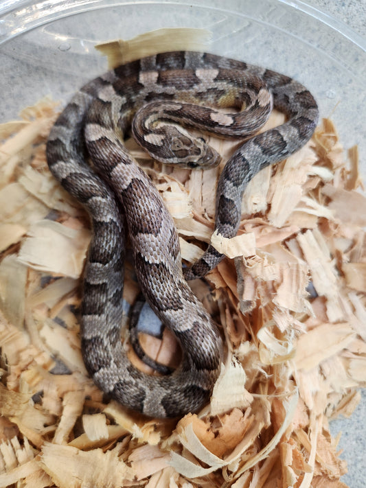 Snake - Corn Snake - Anery Het Amel/Diffused/Strawberry/Motley - Female