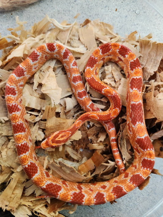 Snake - Corn Snake - Red Factor Amel Sunrise P/H Kastanie - Male