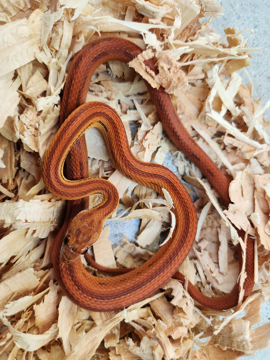 Snake - Corn Snake - Red Factor Stripe 100% Het Redcoat / 66% Het Lava - Male