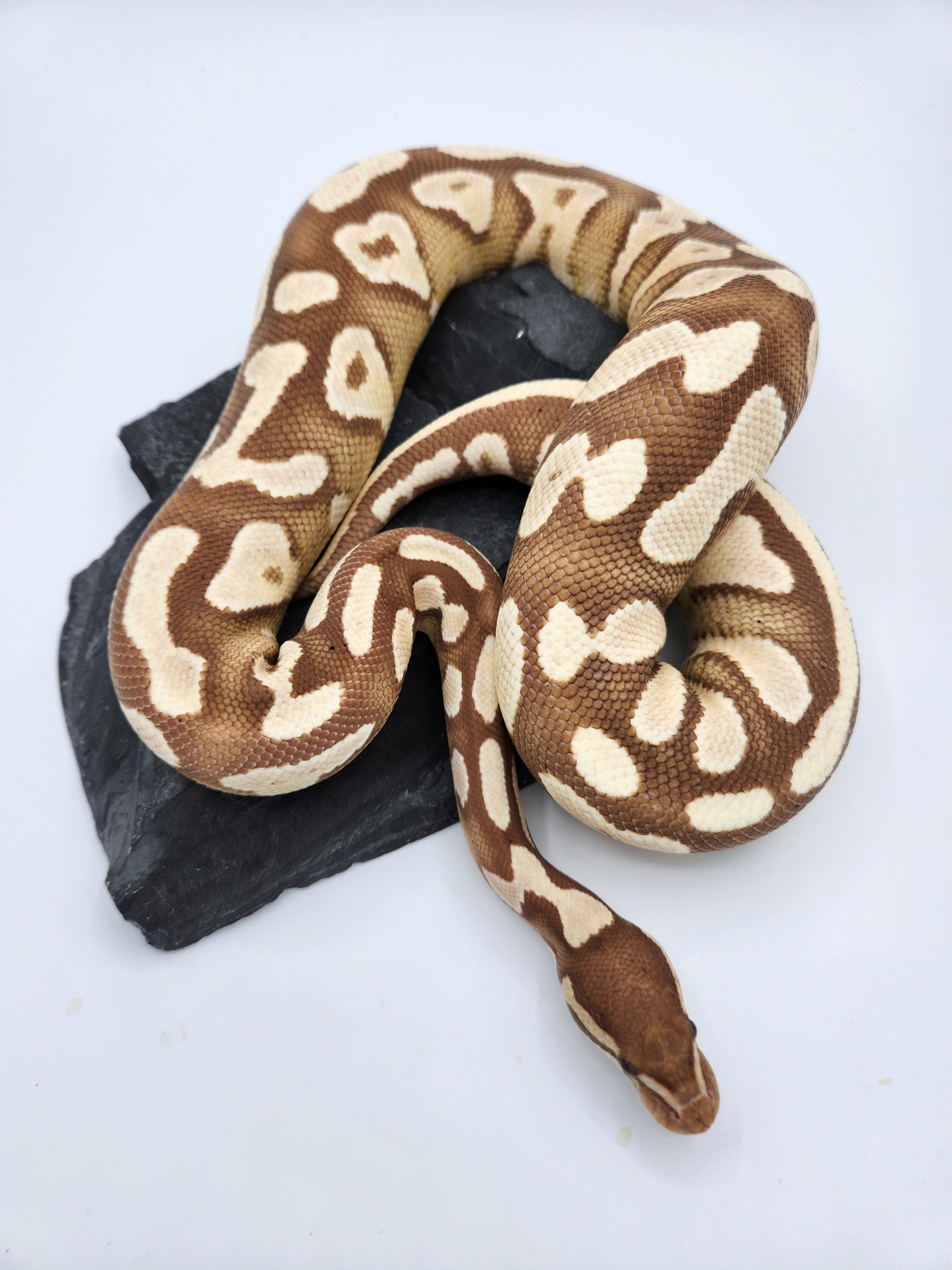 Snake - Ball Python - Banana Mojave - Female
