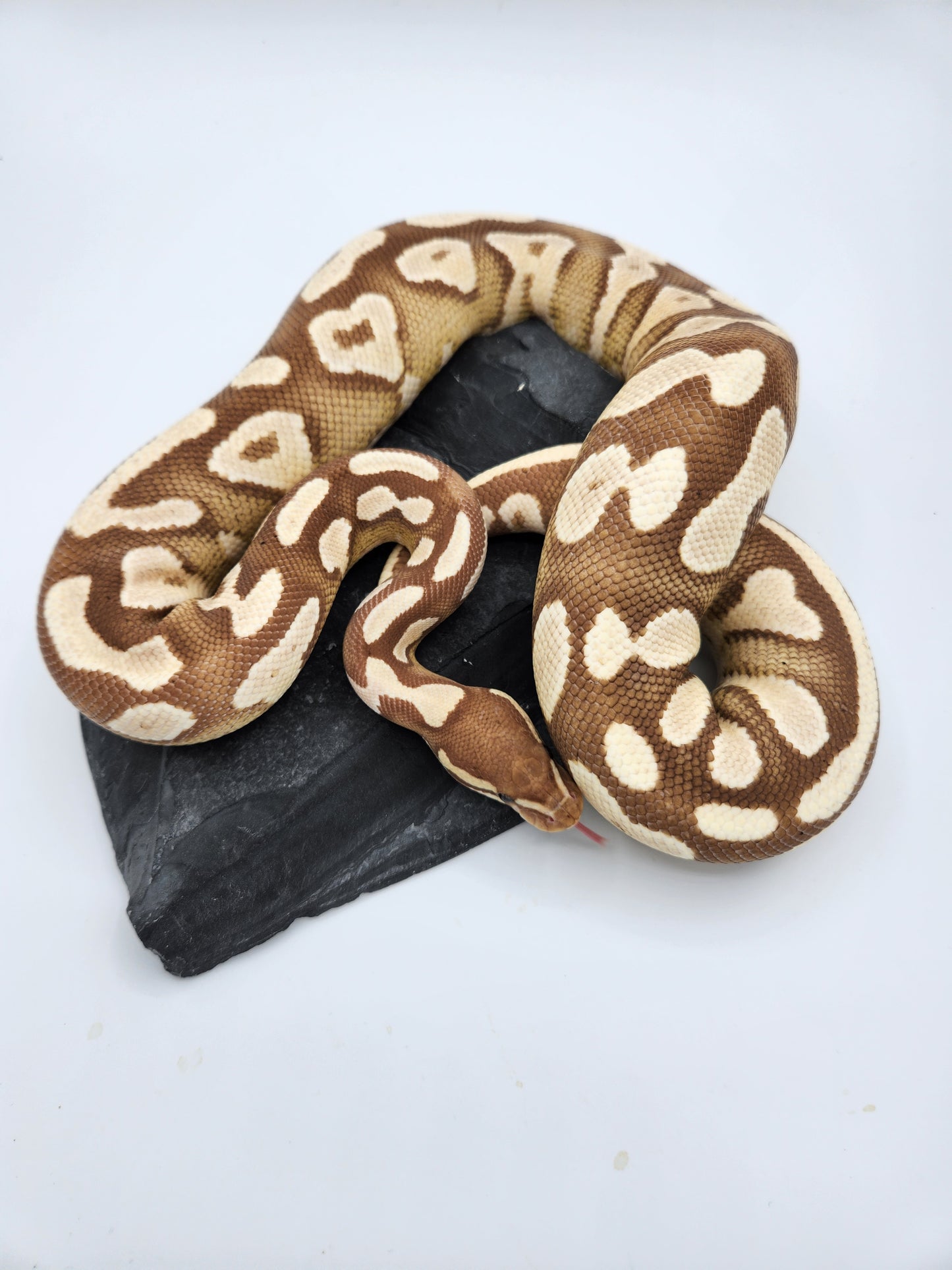 Snake - Ball Python - Banana Mojave - Female