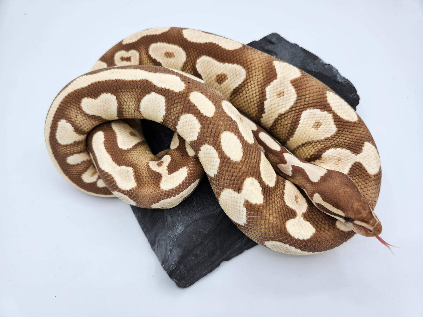 Snake - Ball Python - Banana Mojave - Female