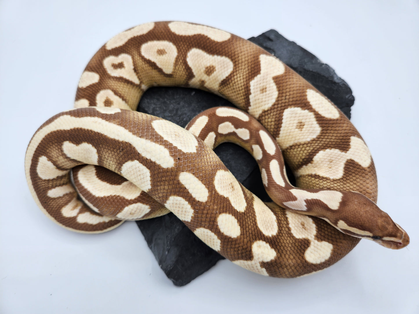 Snake - Ball Python - Banana Mojave - Female