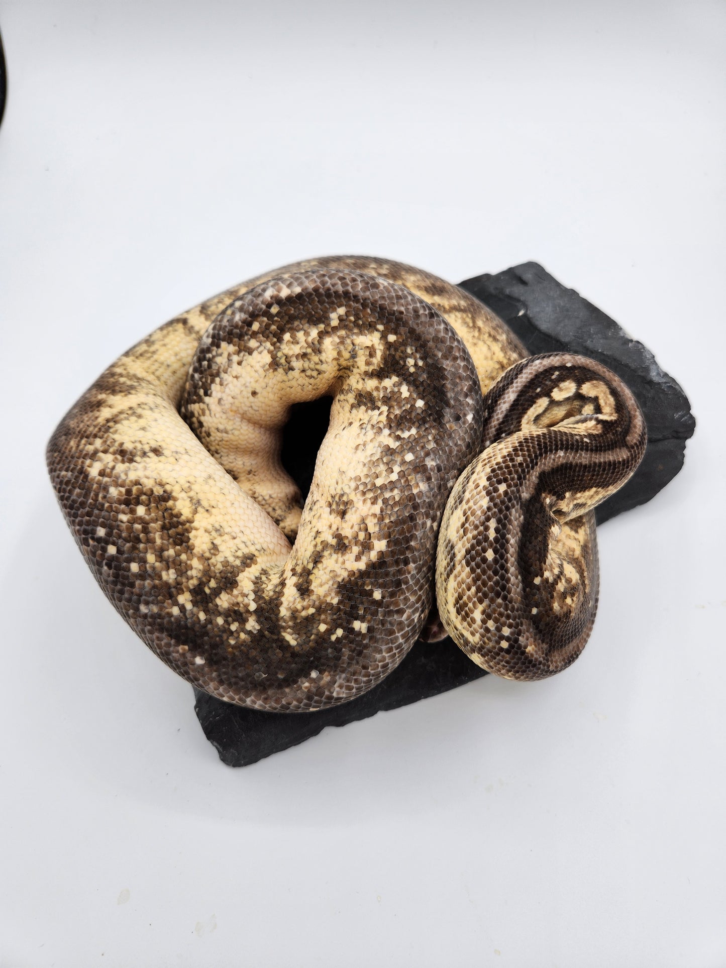 Snake - Ball Python - Pewter Fire - Female