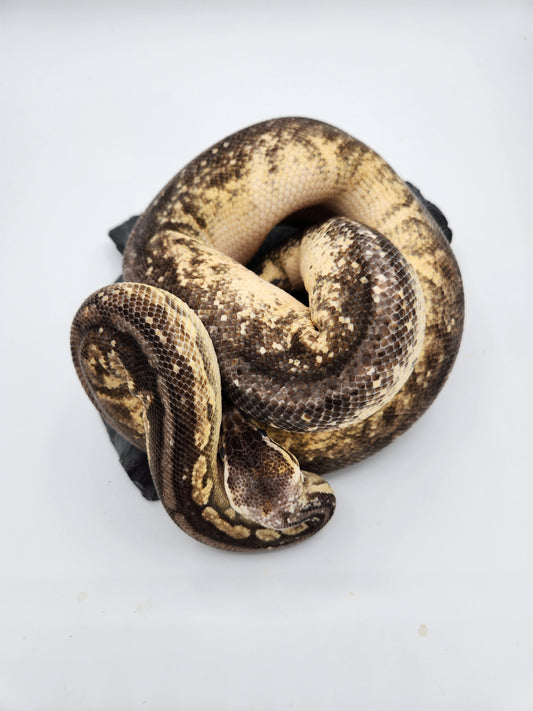 Snake - Ball Python - Pewter Fire - Female