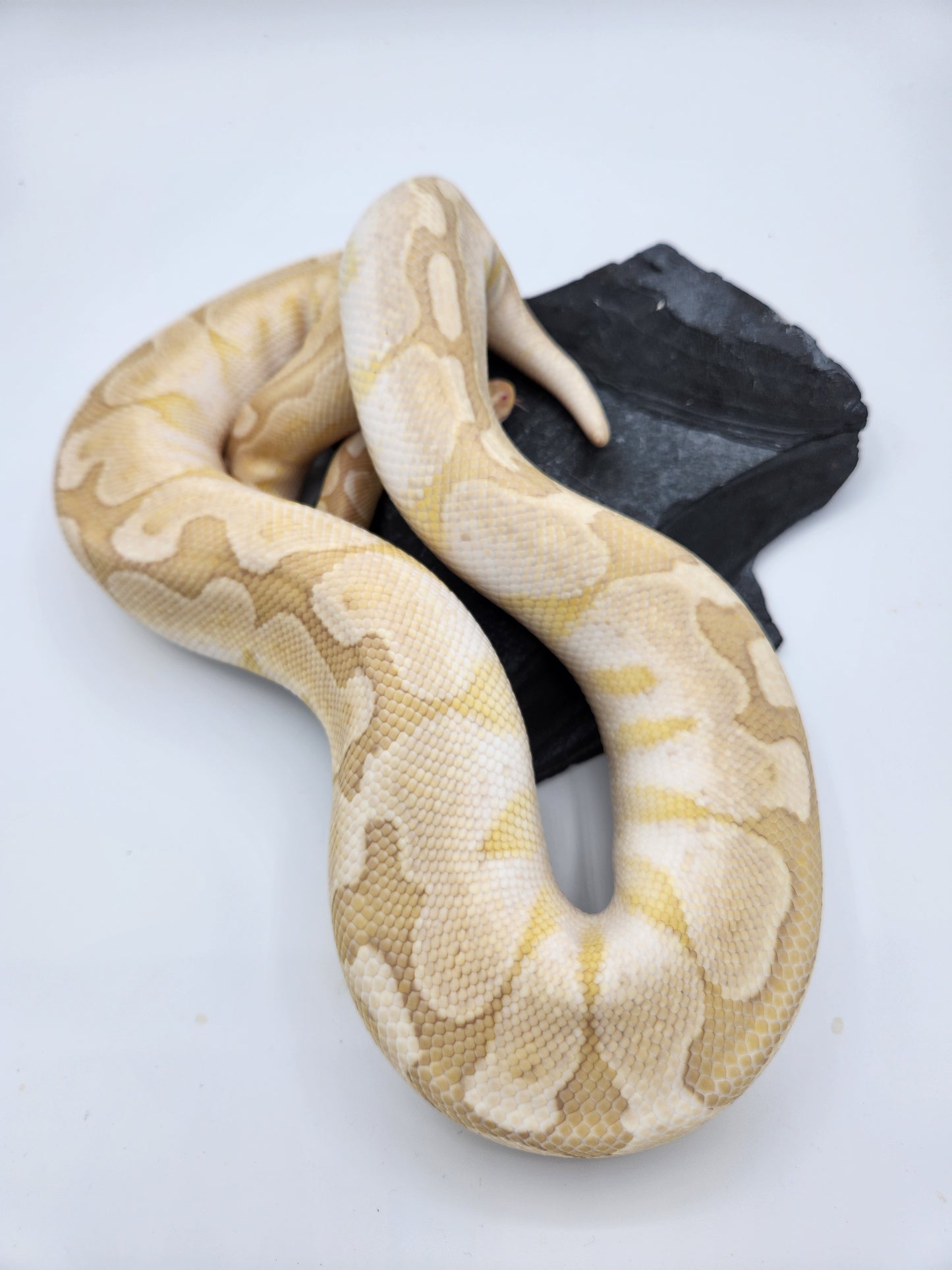 Snake - Ball Python - SOLD - Banana Bamboo "Chiquita" - Female