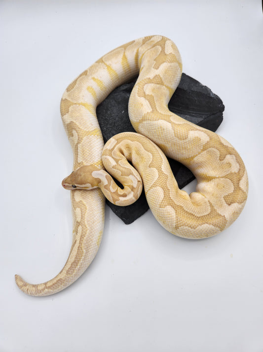 Snake - Ball Python - Banana Bamboo "Chiquita" - Female