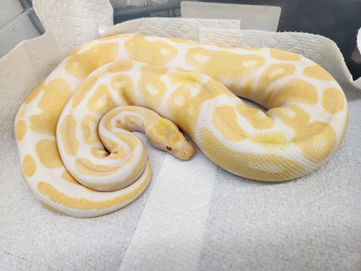 Snake - Ball Python - Albino - Female