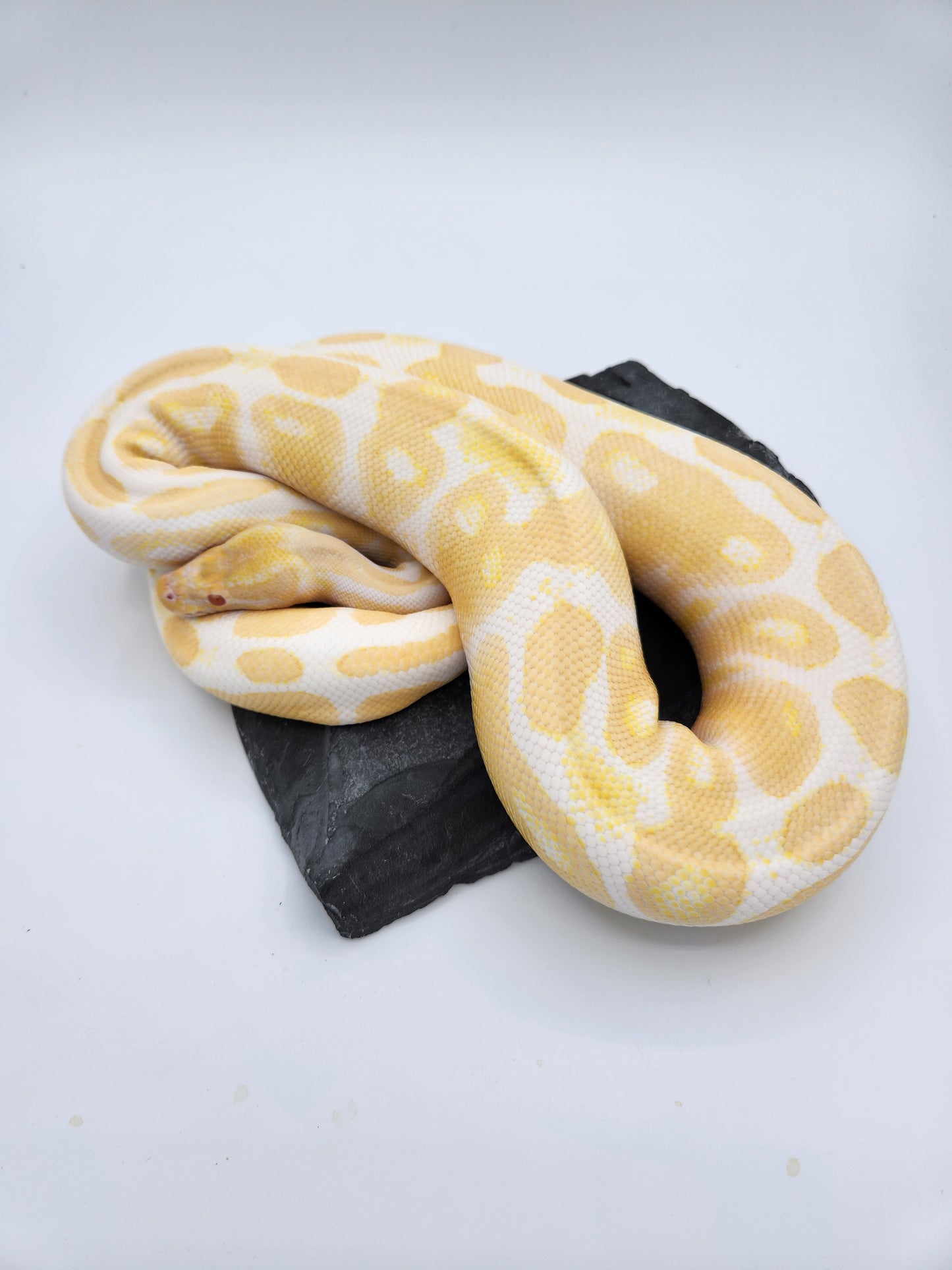 Snake - Ball Python - Albino - Female