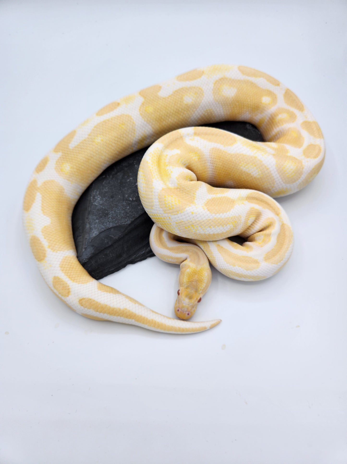Snake - Ball Python - Albino - Female