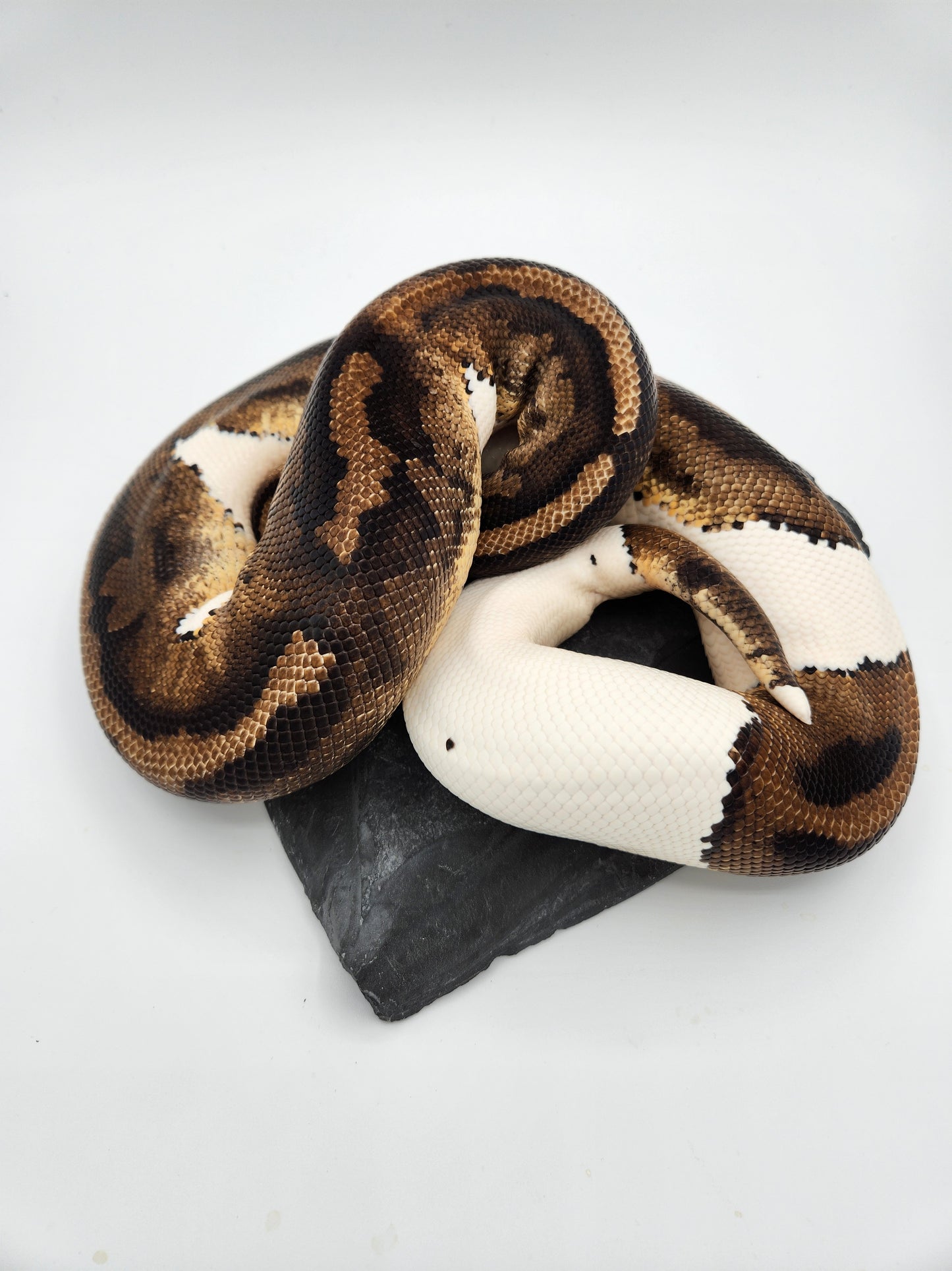 Snake - Ball Python - Pied H/VPI 50% PH/Alb - Proven Breeder - Male