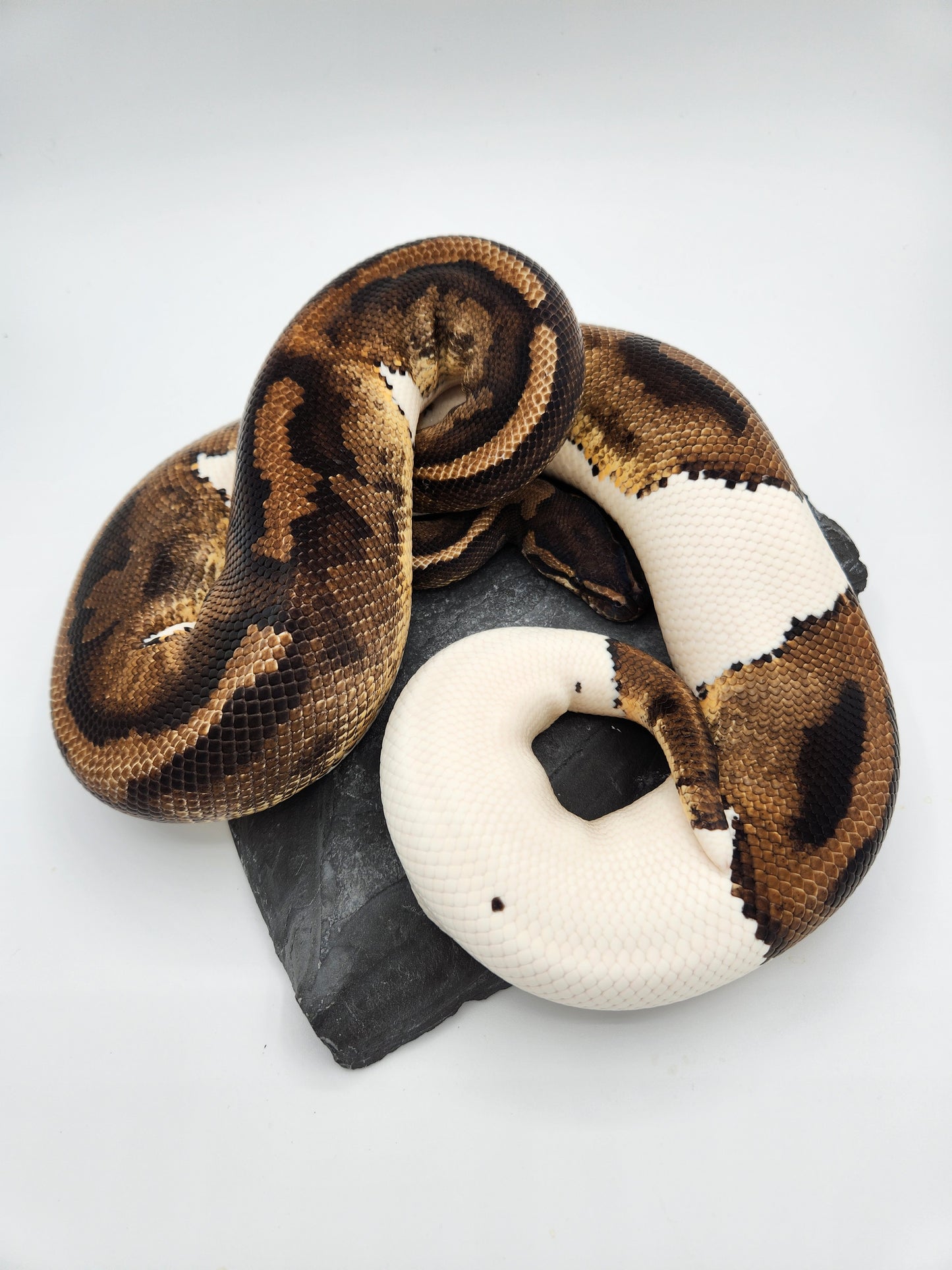 Snake - Ball Python - Pied H/VPI 50% PH/Alb - Proven Breeder - Male