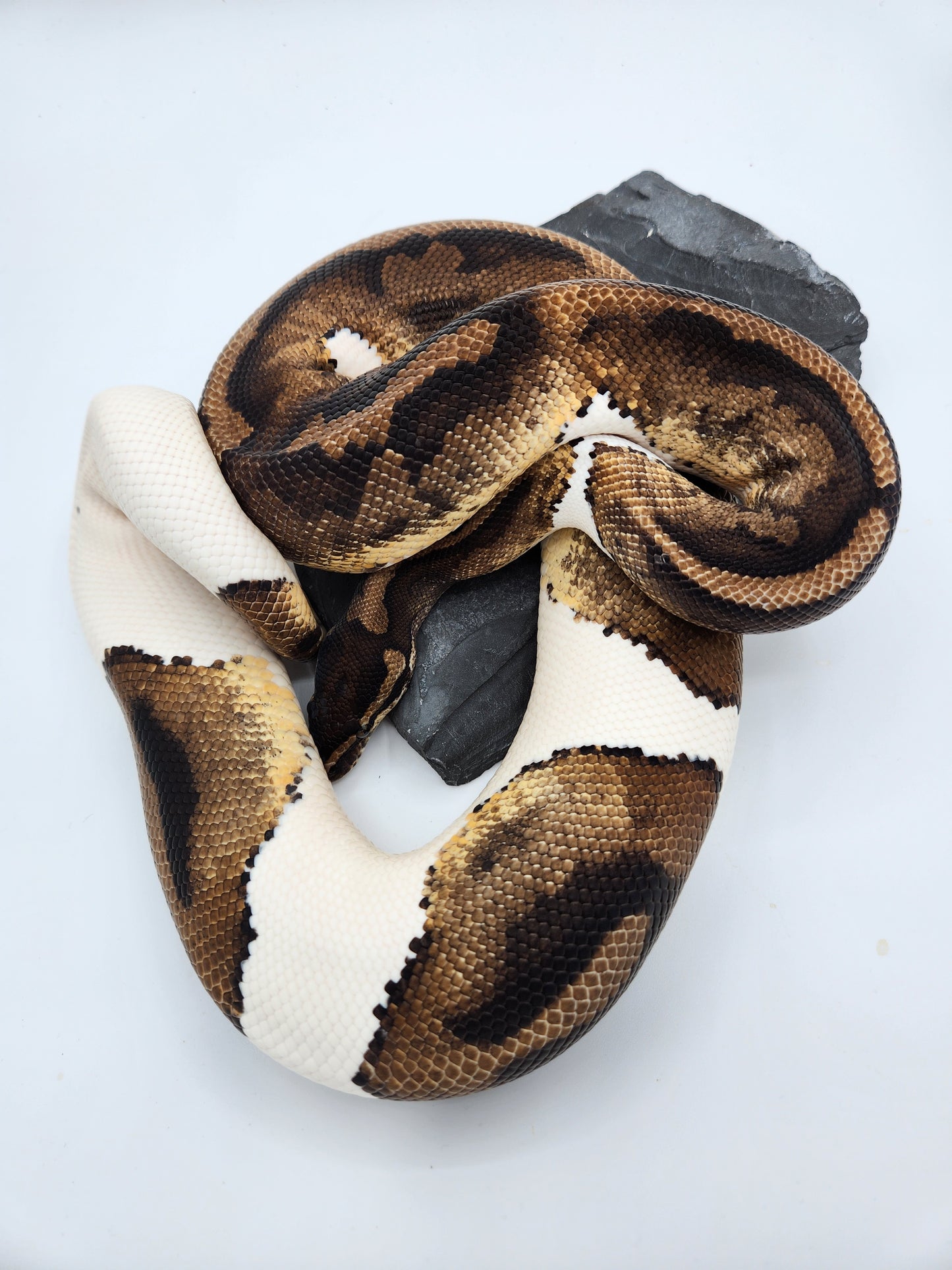 Snake - Ball Python - Pied H/VPI 50% PH/Alb - Proven Breeder - Male