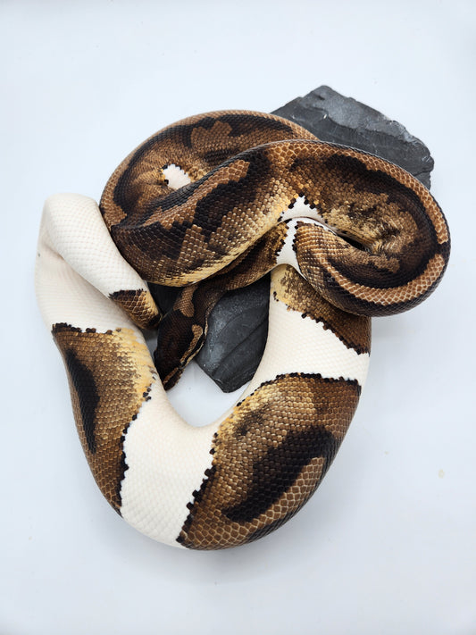 Snake - Ball Python - Pied H/VPI 50% PH/Alb - Proven Breeder - Male
