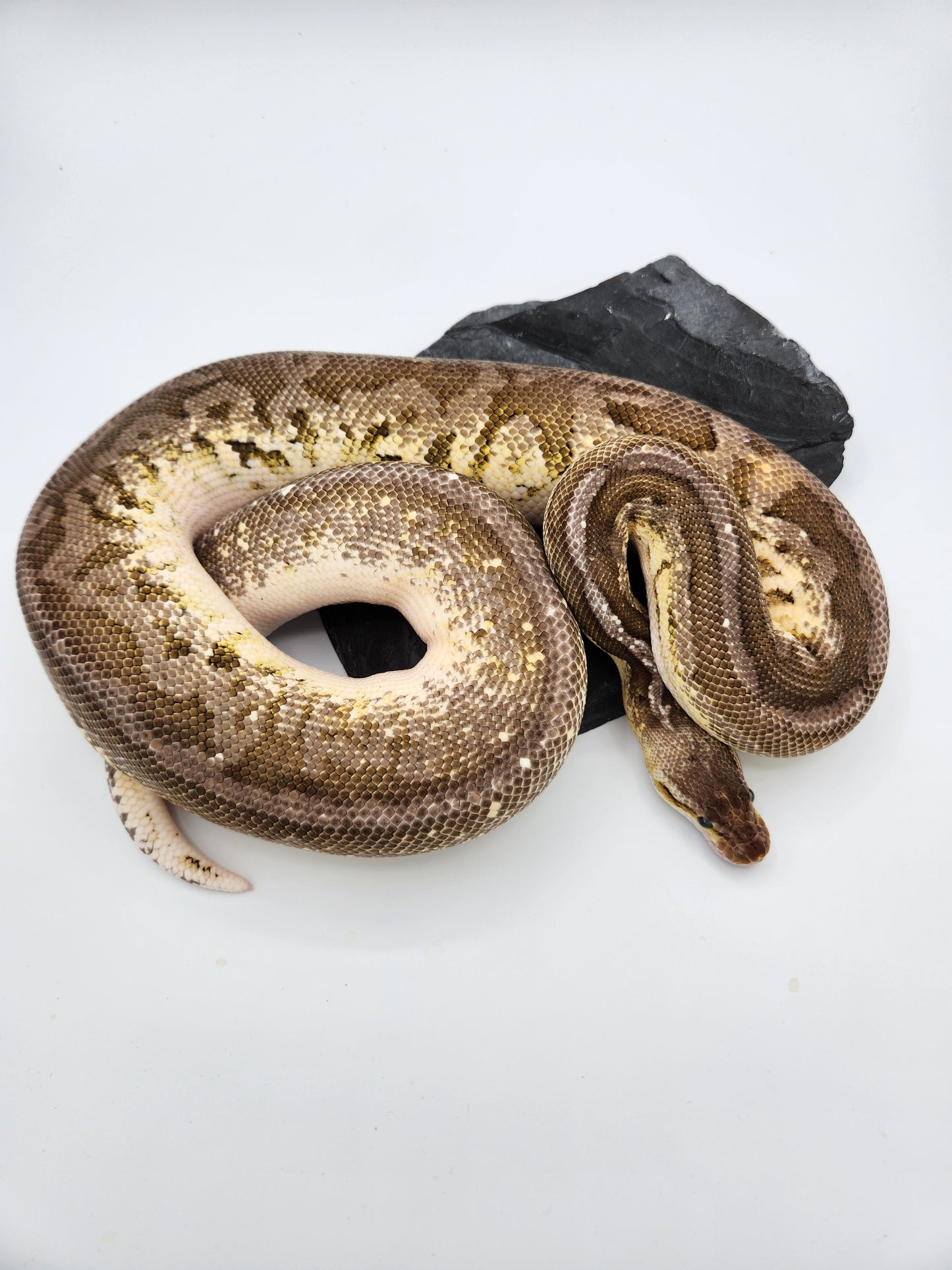 Snake - Ball Python - SOLD - Fire Orange Dream Pewter - Proven Breeder - Male