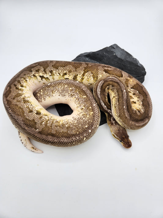 Snake - Ball Python - Fire Orange Dream Pewter - Proven Breeder - Male