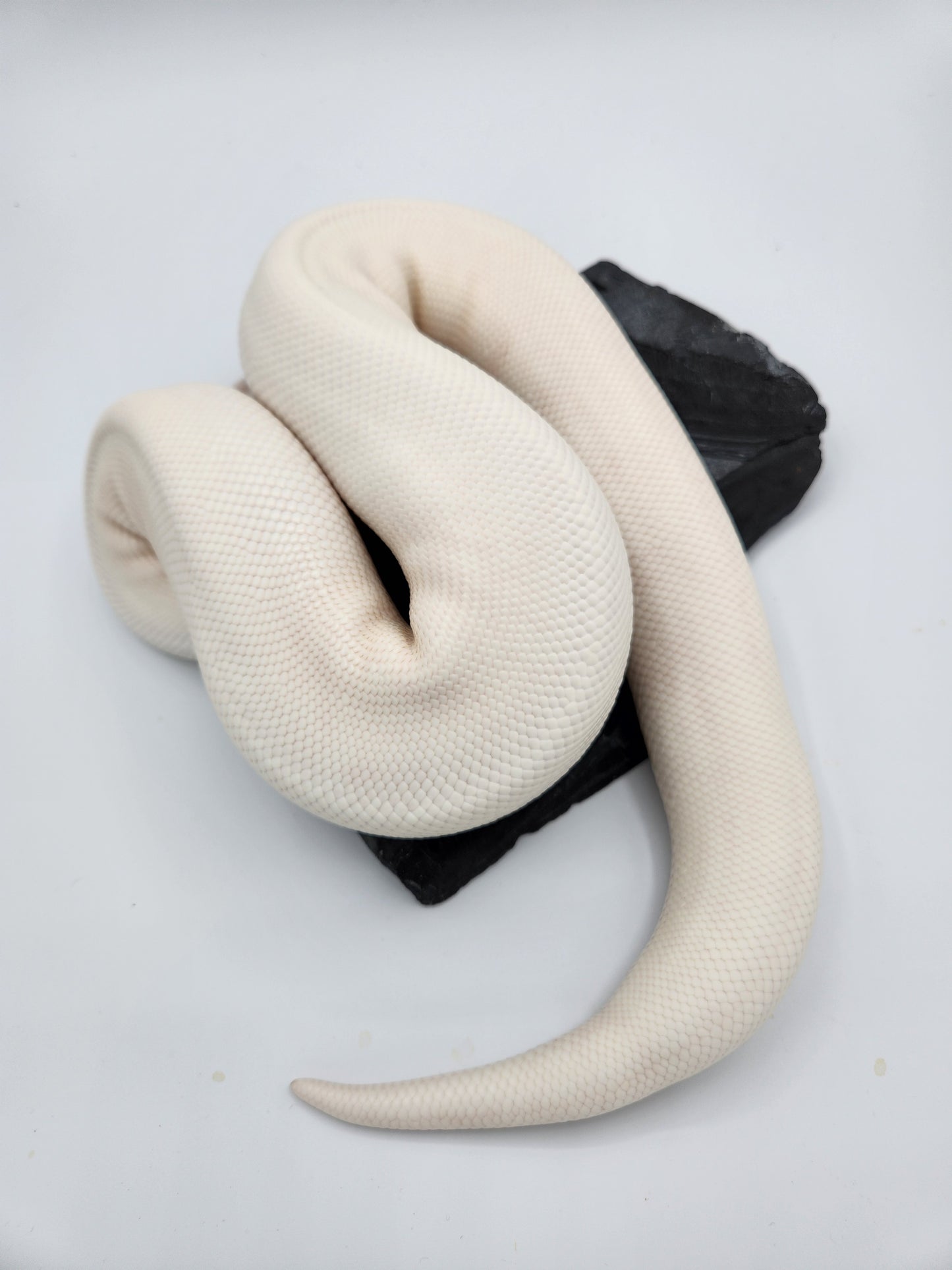 Snake - Ball Python - Super Fire Pos Garg/Pewter/KP "Hisstopher Robin" - Male