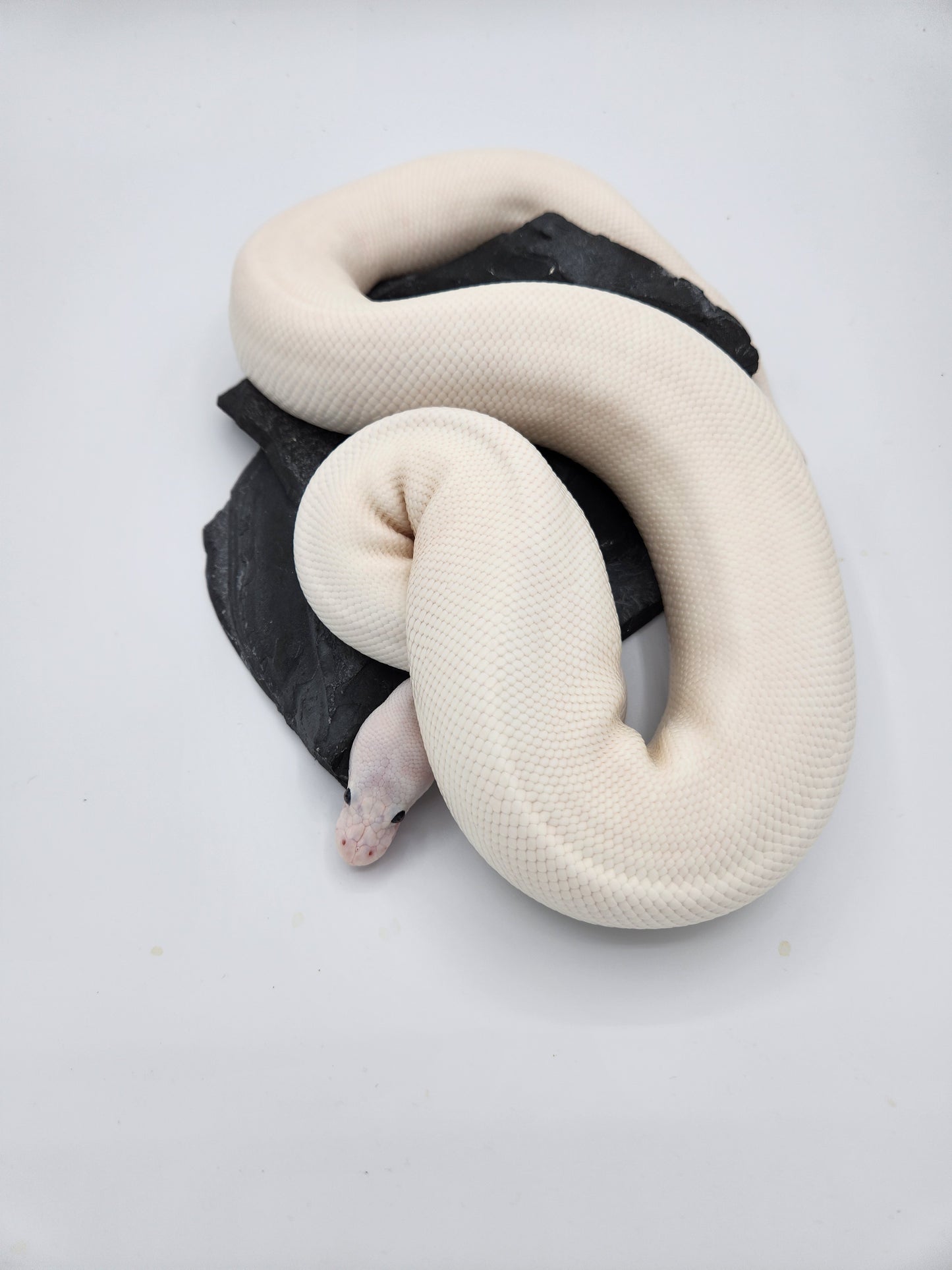 Snake - Ball Python - Super Fire Pos Garg/Pewter/KP "Hisstopher Robin" - Male