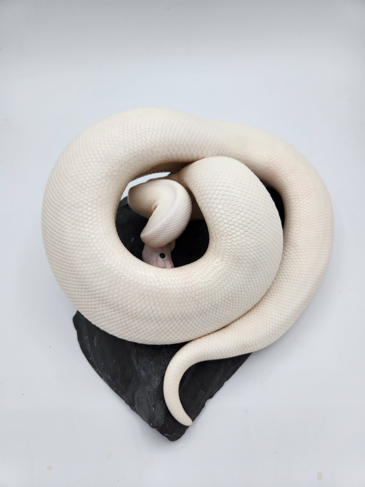 Snake - Ball Python - Super Fire Pos Garg/Pewter/KP "Hisstopher Robin" - Male