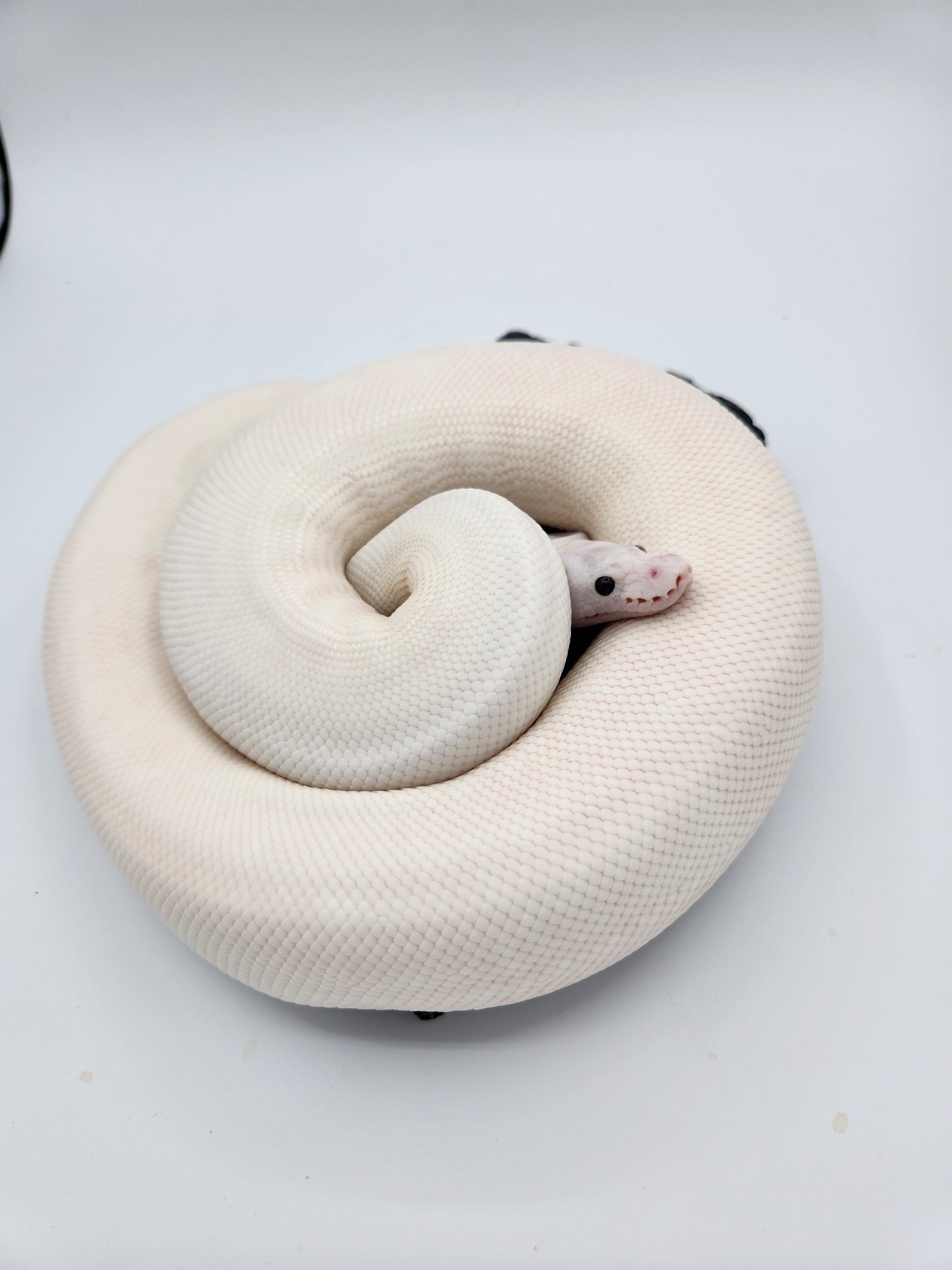 Snake - Ball Python - Super Fire Pos Garg/Pewter/KP "Hisstopher Robin" - Male