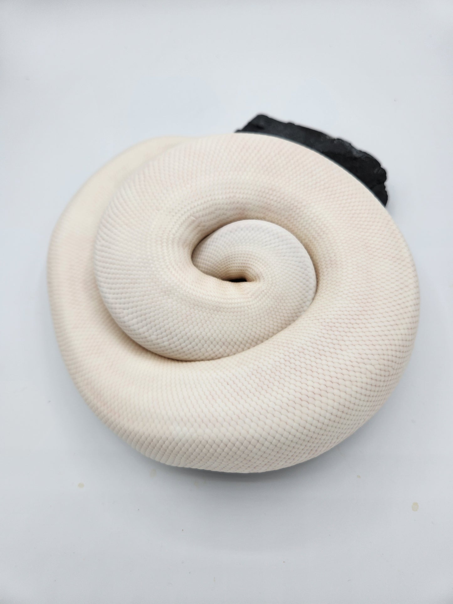 Snake - Ball Python - Super Fire Pos Garg/Pewter/KP "Hisstopher Robin" - Male